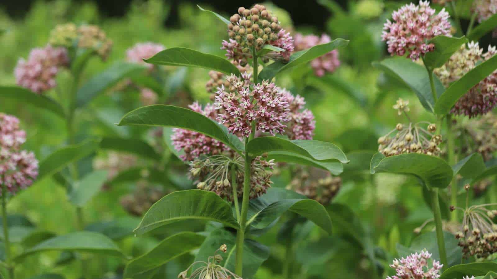 Selective focus of Asclepias syriaca with green flower buds and pink blooms