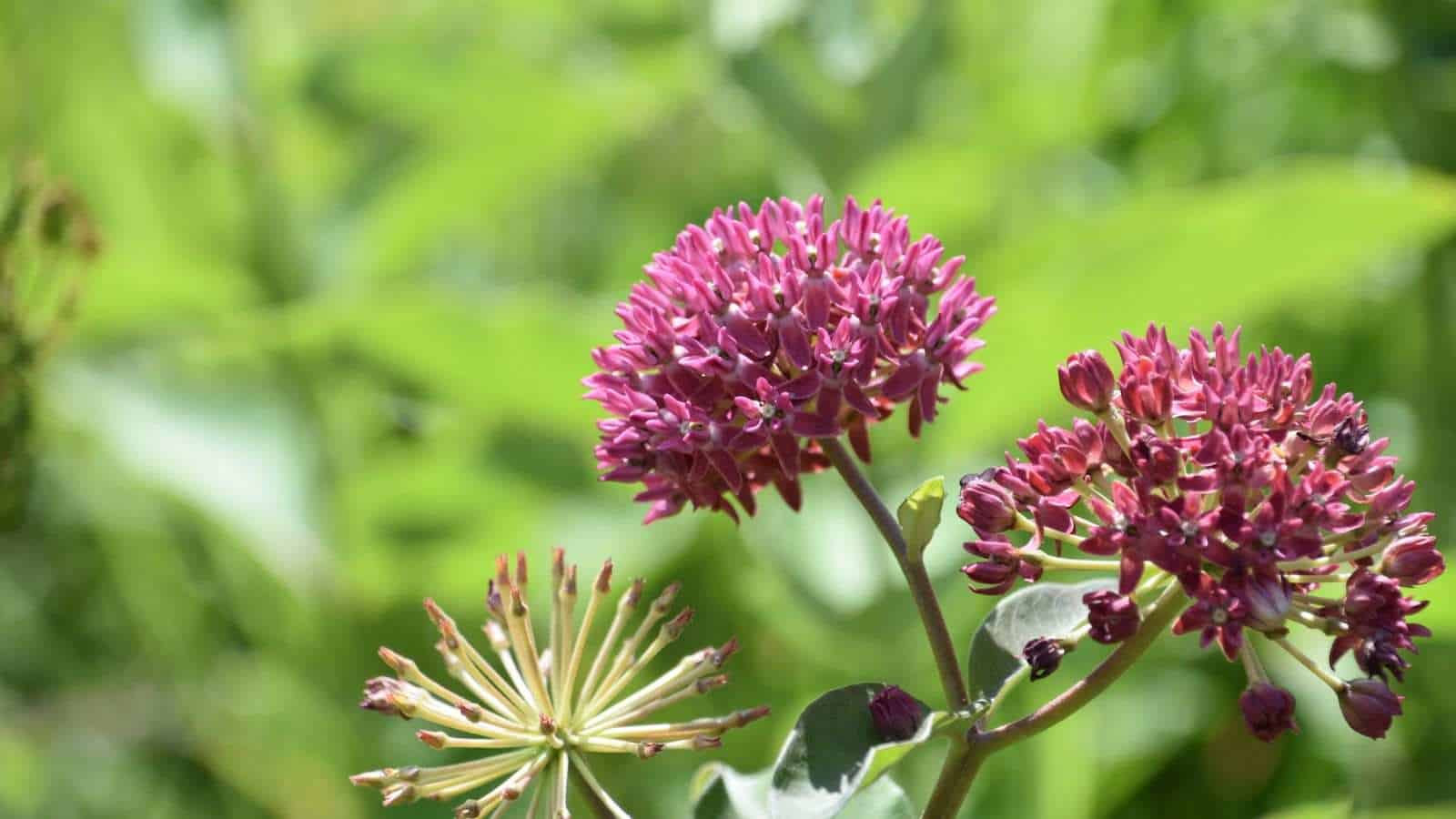 Selective focus of pink milkweed plant blooming and flowering in a garden during the summer