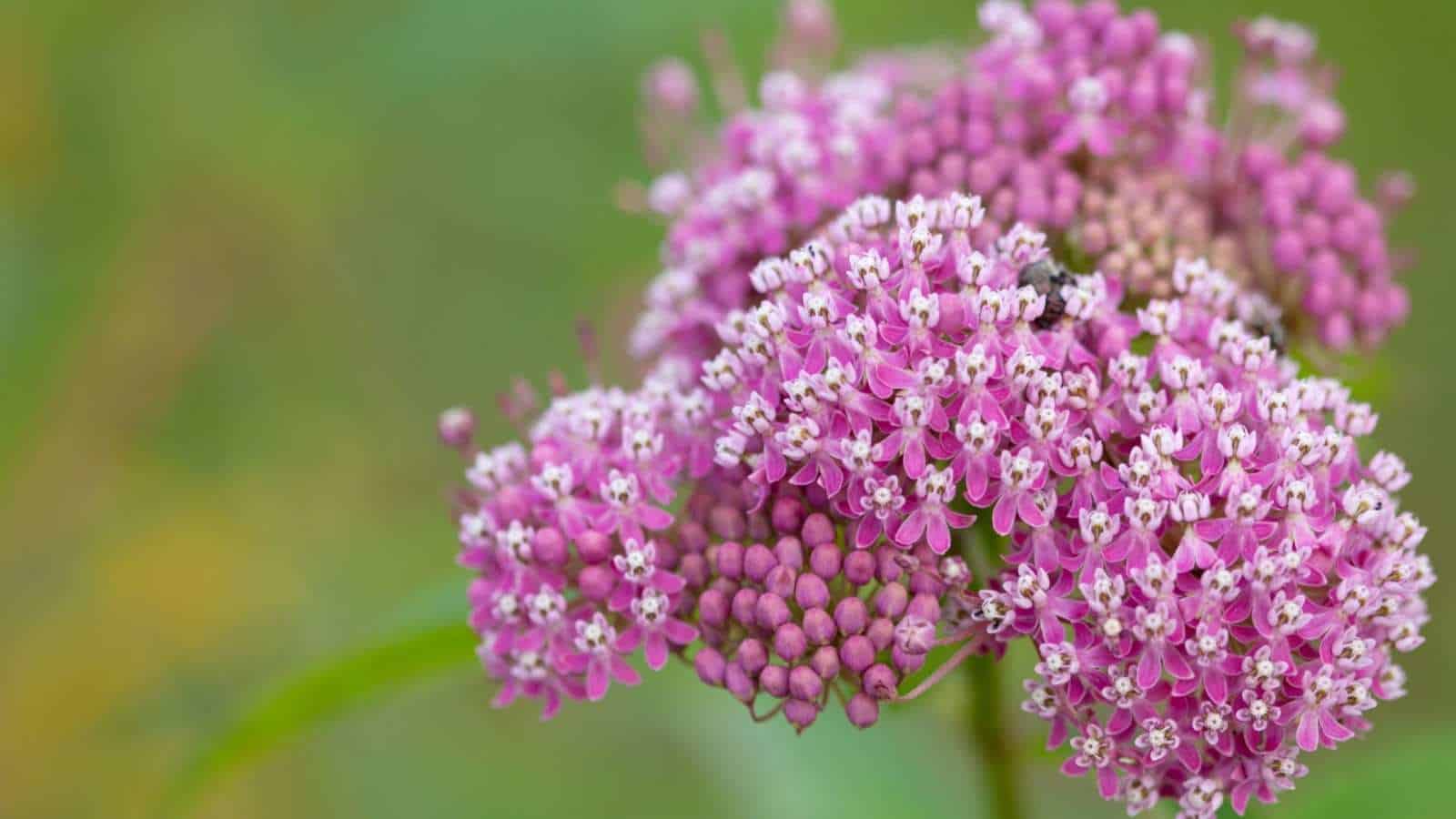 Selective view of pink and white swamp milkweed flowers in bloom