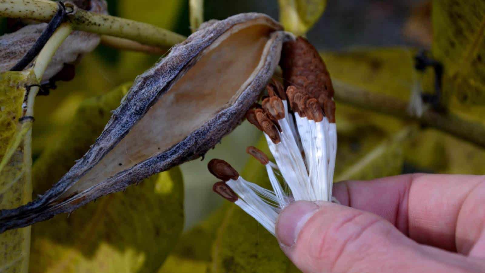 A man harvesting a common milkweed seed in his hands