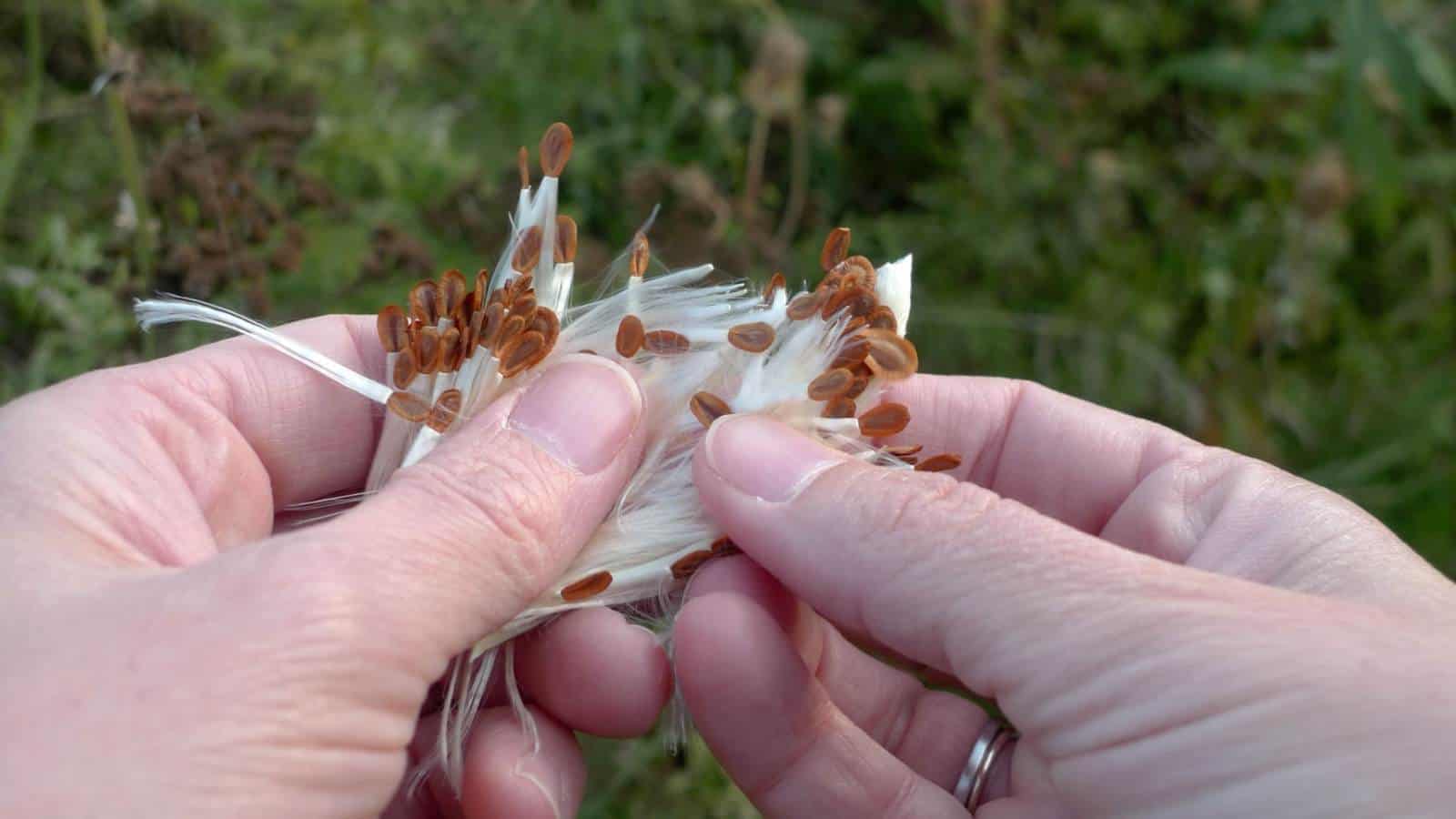 Close up view of a man preparing the milkweed plant seed