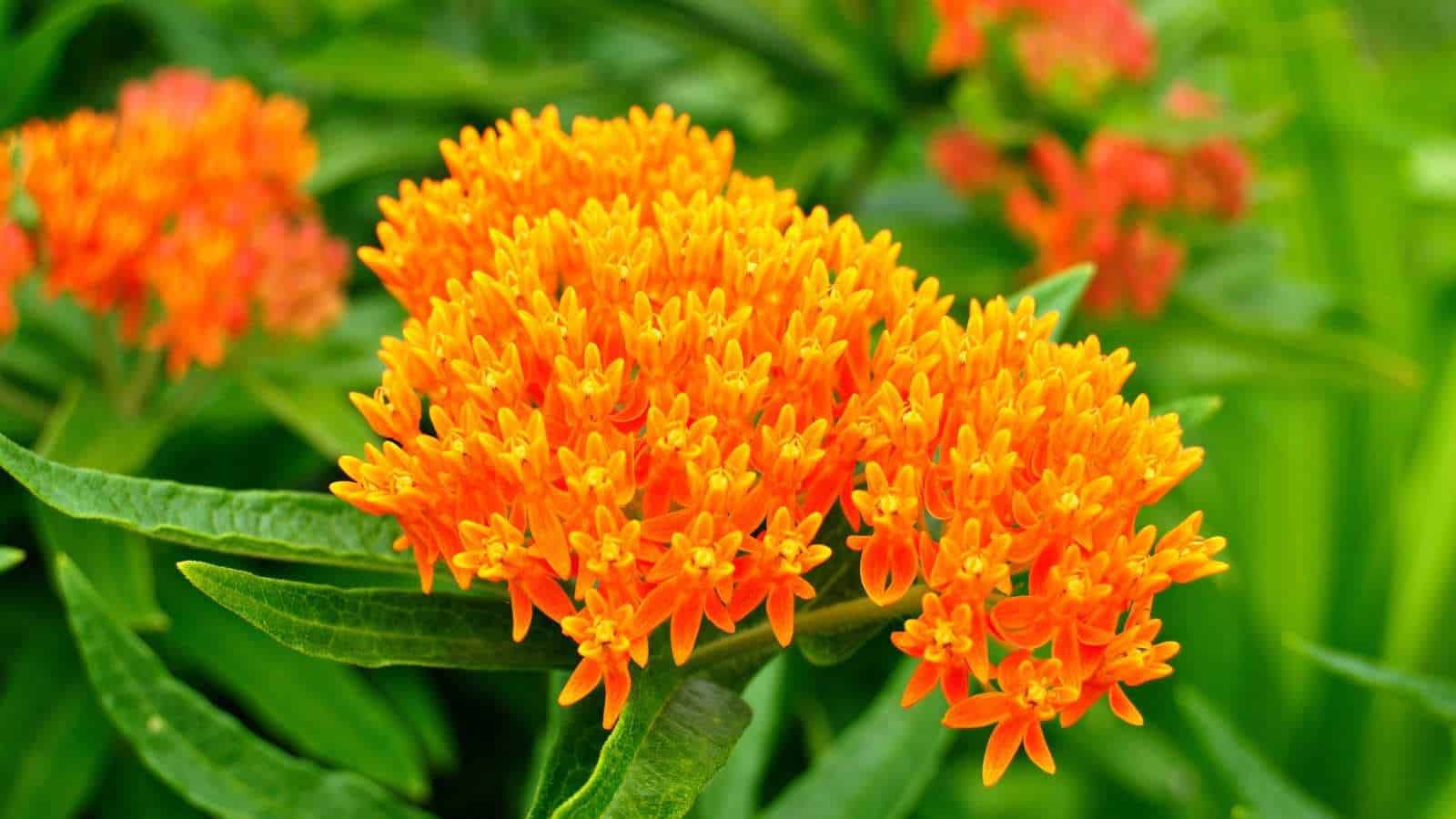 Close up view of vibrant orange butterfly weed flower