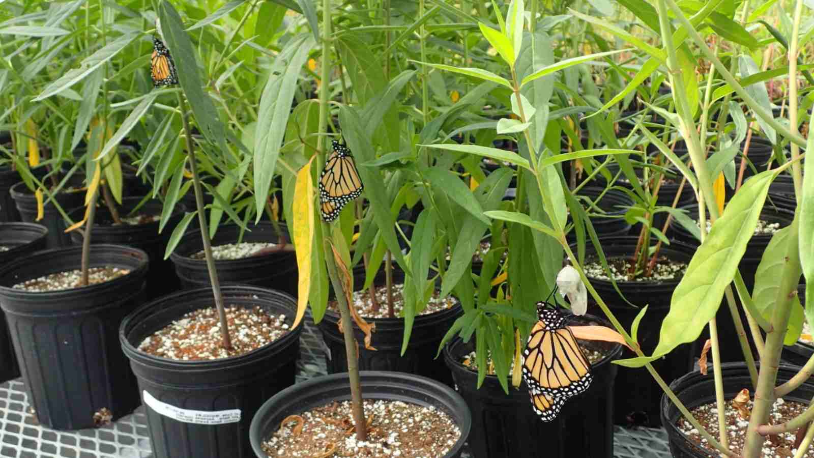 Close up view of a swamp milkweed plant in a black pot with three monarch butterflies