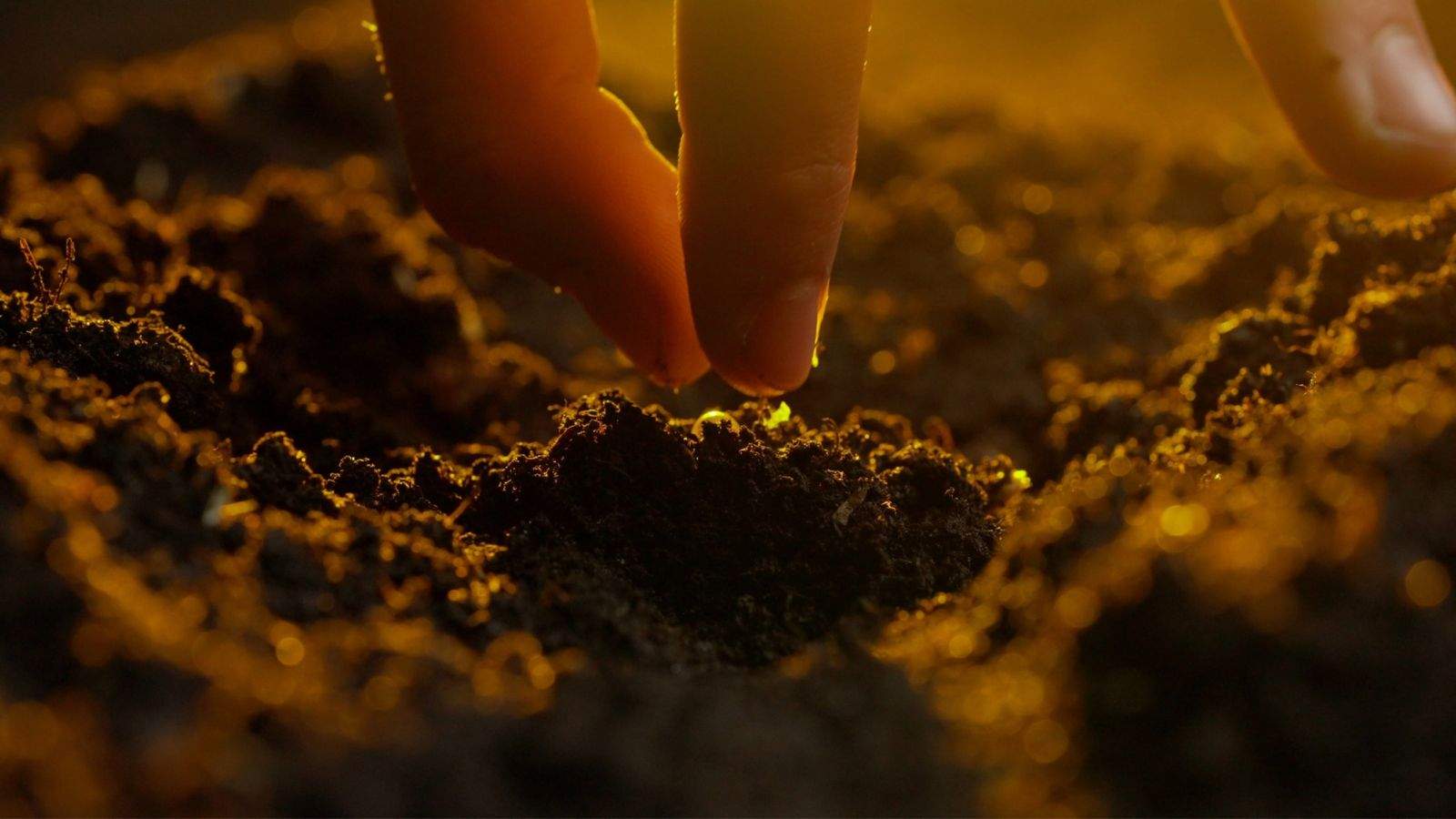 A gardener putting seeds in the soil against setting sun