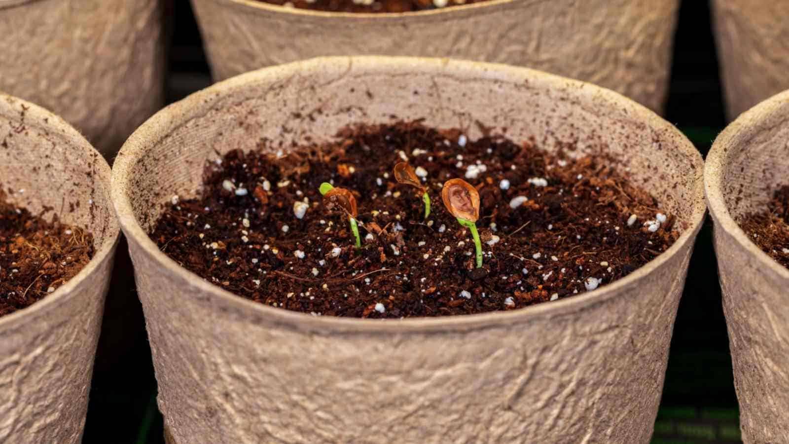 Close up view of swamp milkweed seedling growing in a pot