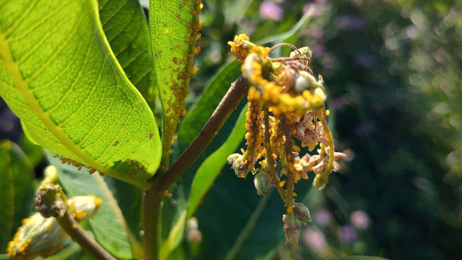 Close up view of the milkweed pods attacked by aphids together with the leaves