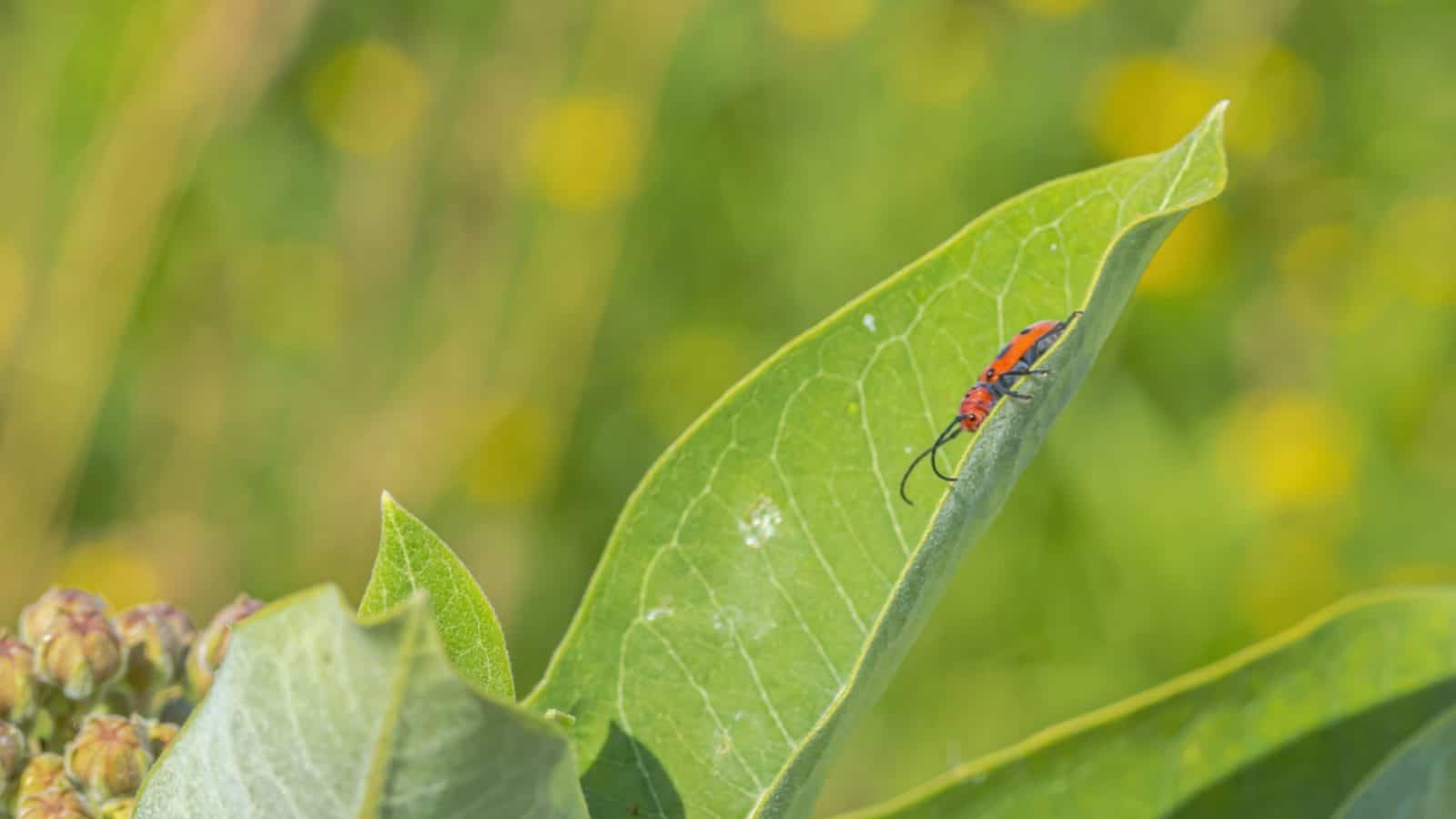 Close up view of a red milkweed beetle seen on the milkweed plant