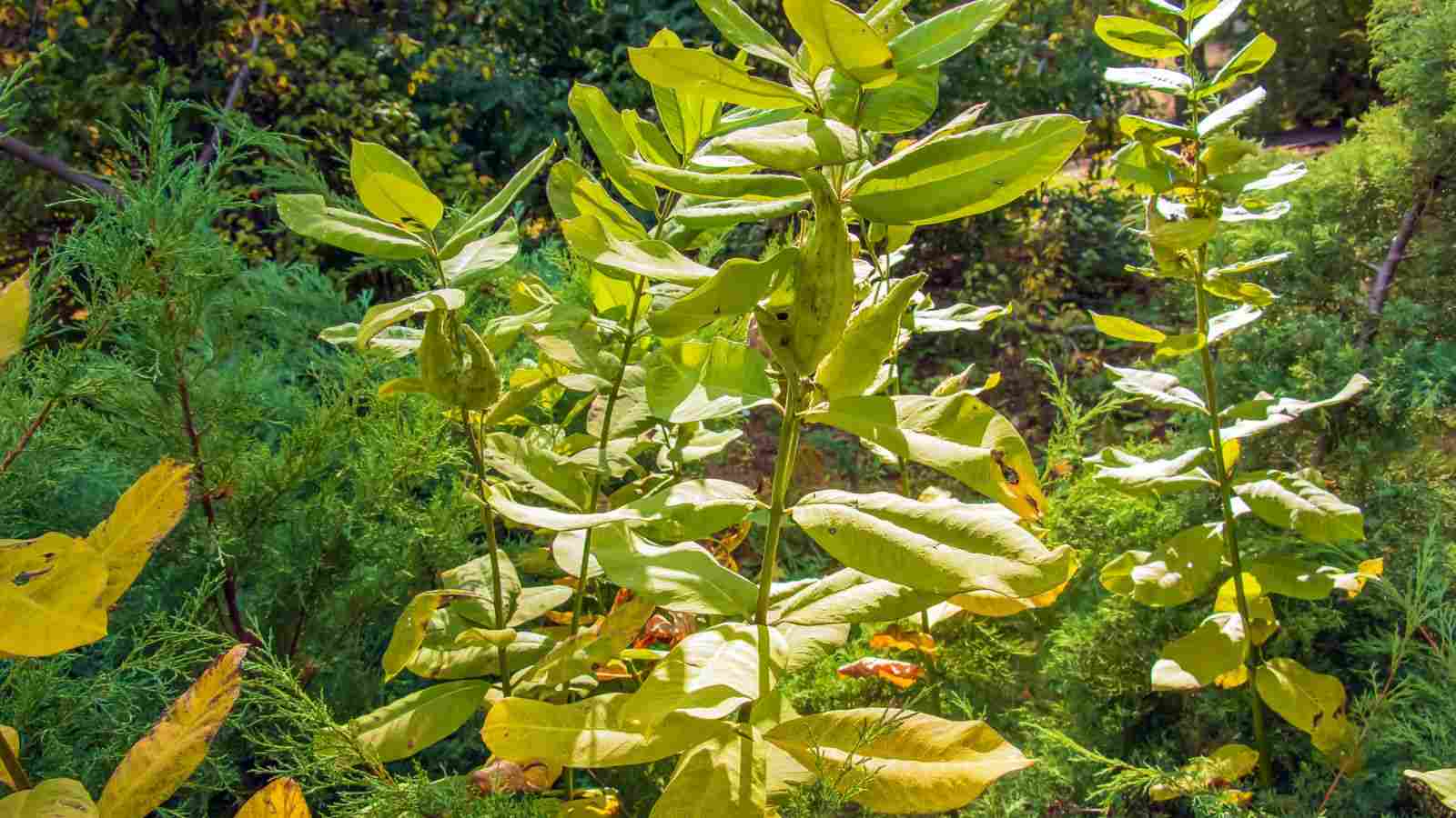 Close up view of common milkweed plant with unripe fruit and  yellowing leaves