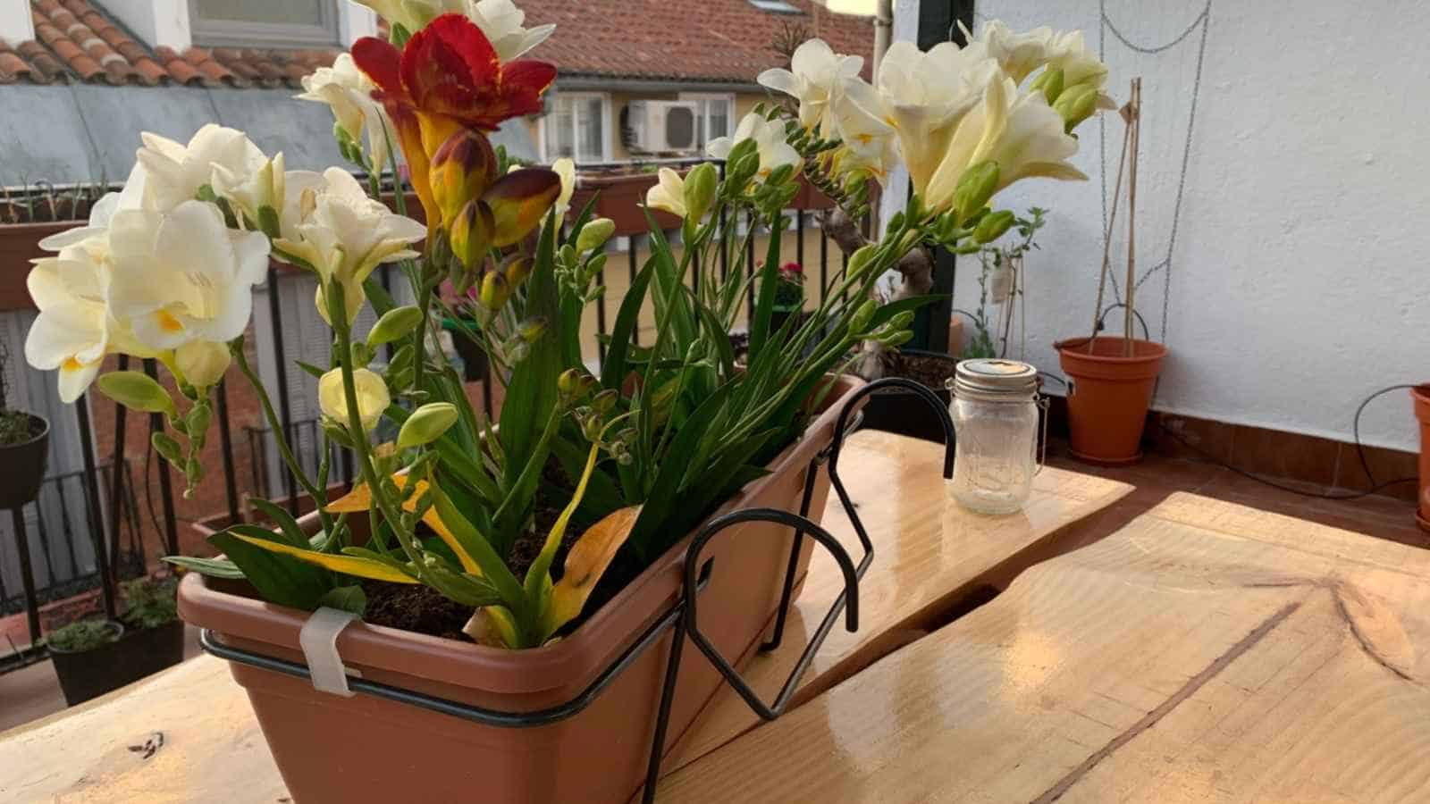 Close up view of red and white freesia flowers in a pot under the sunlight on a wooden table