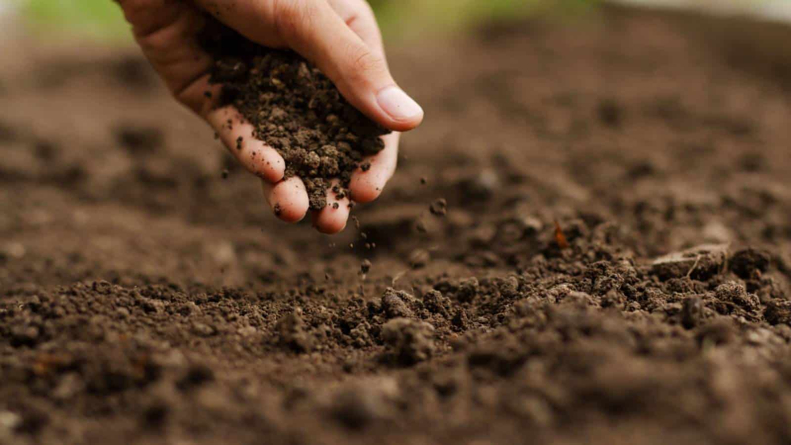 A hand of a gardener checking the soil health before growing a seed