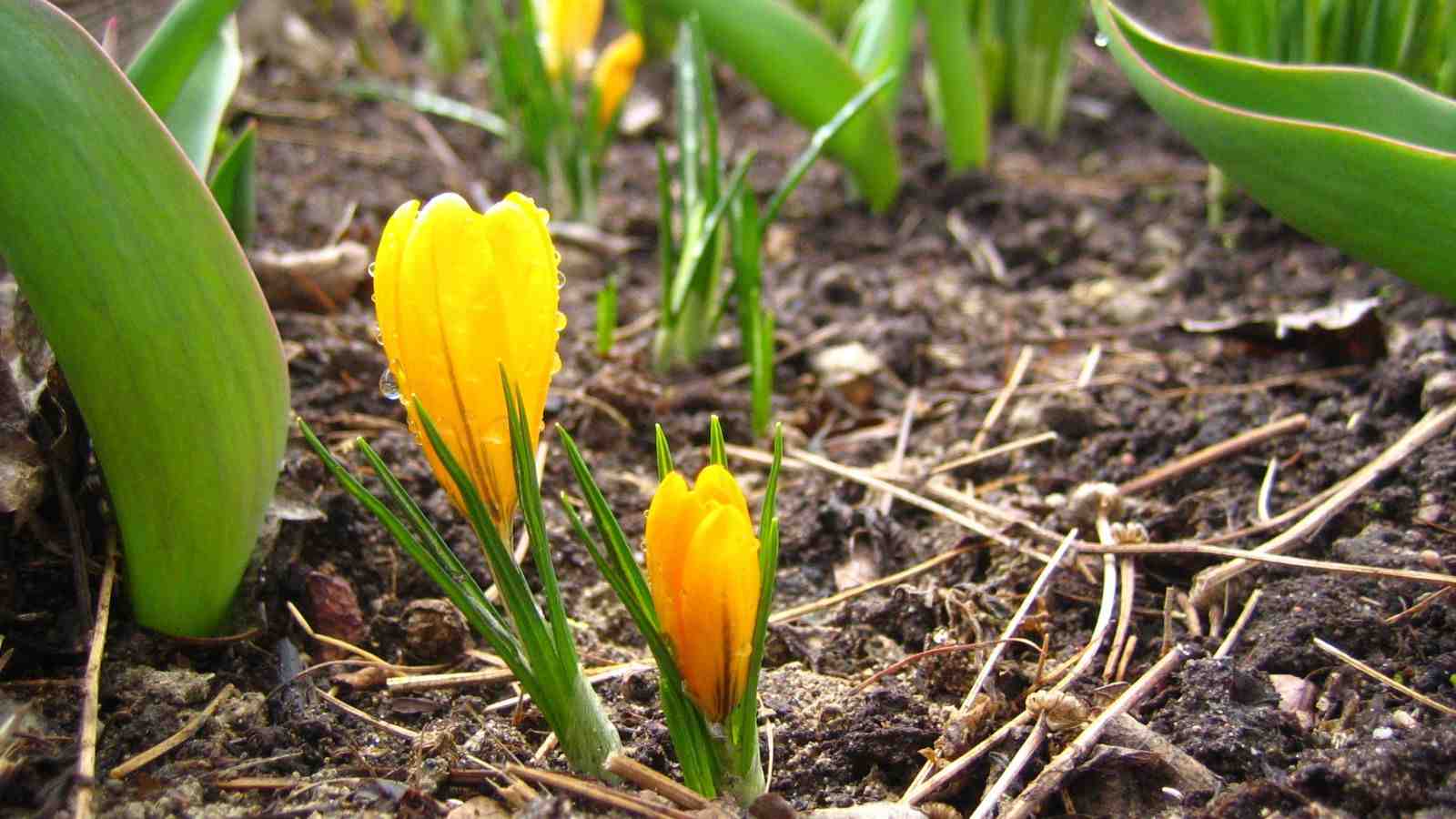 Close up view of yellow freesia flower after the spring rain