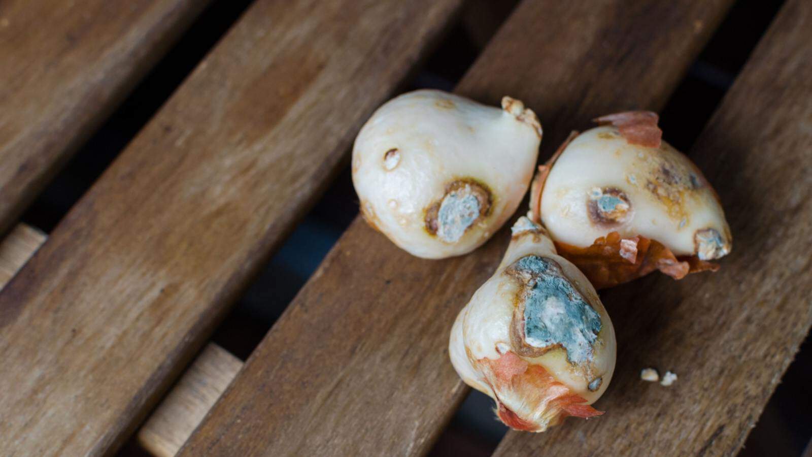 Close up view of moldy flower bulbs spoiled with fungus