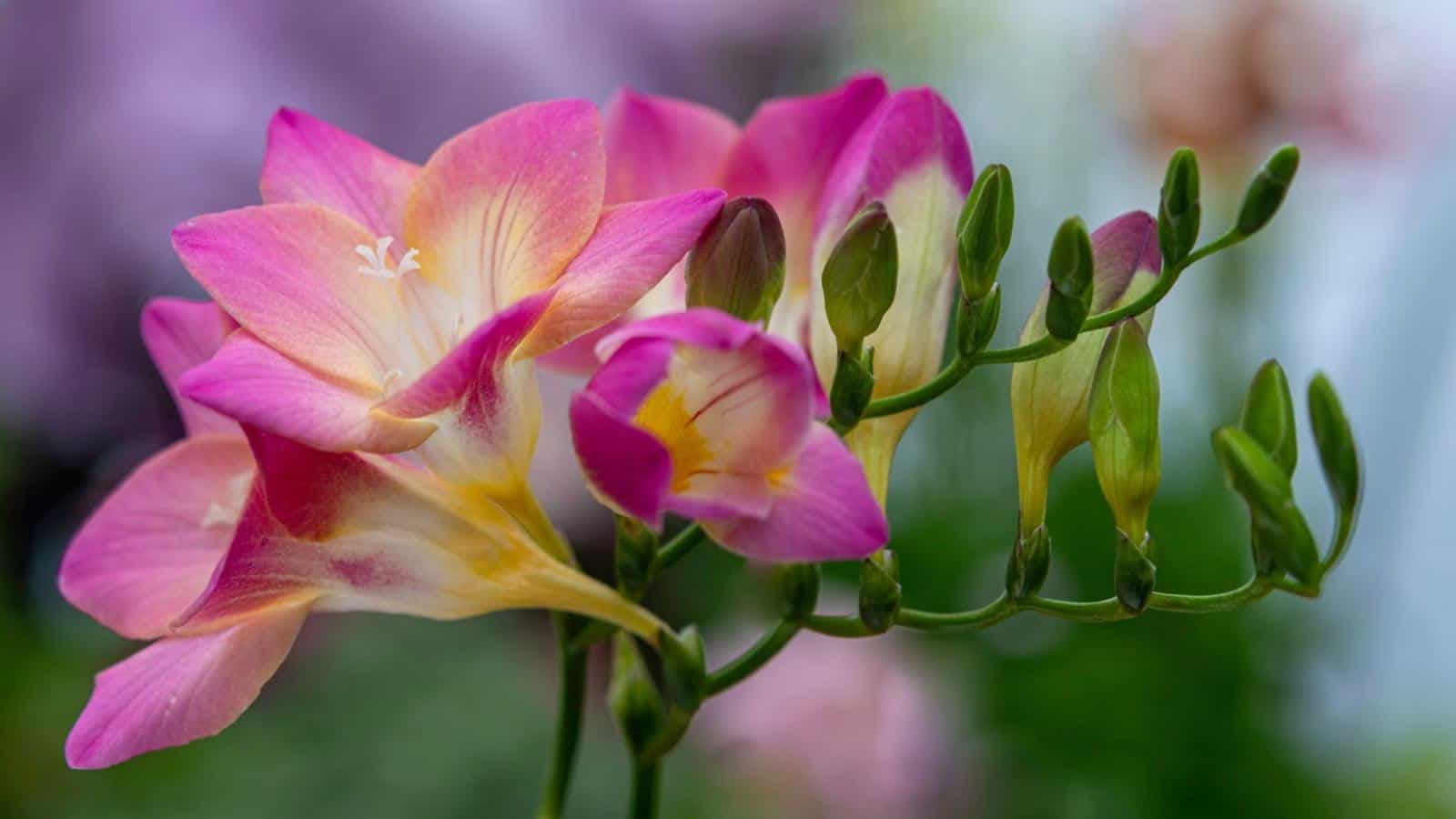 Selective view of pink freesia flowers with flower buds