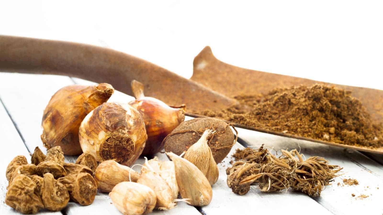 Close up view of an old shovel with freesia bulbs and corms of Freesia plant