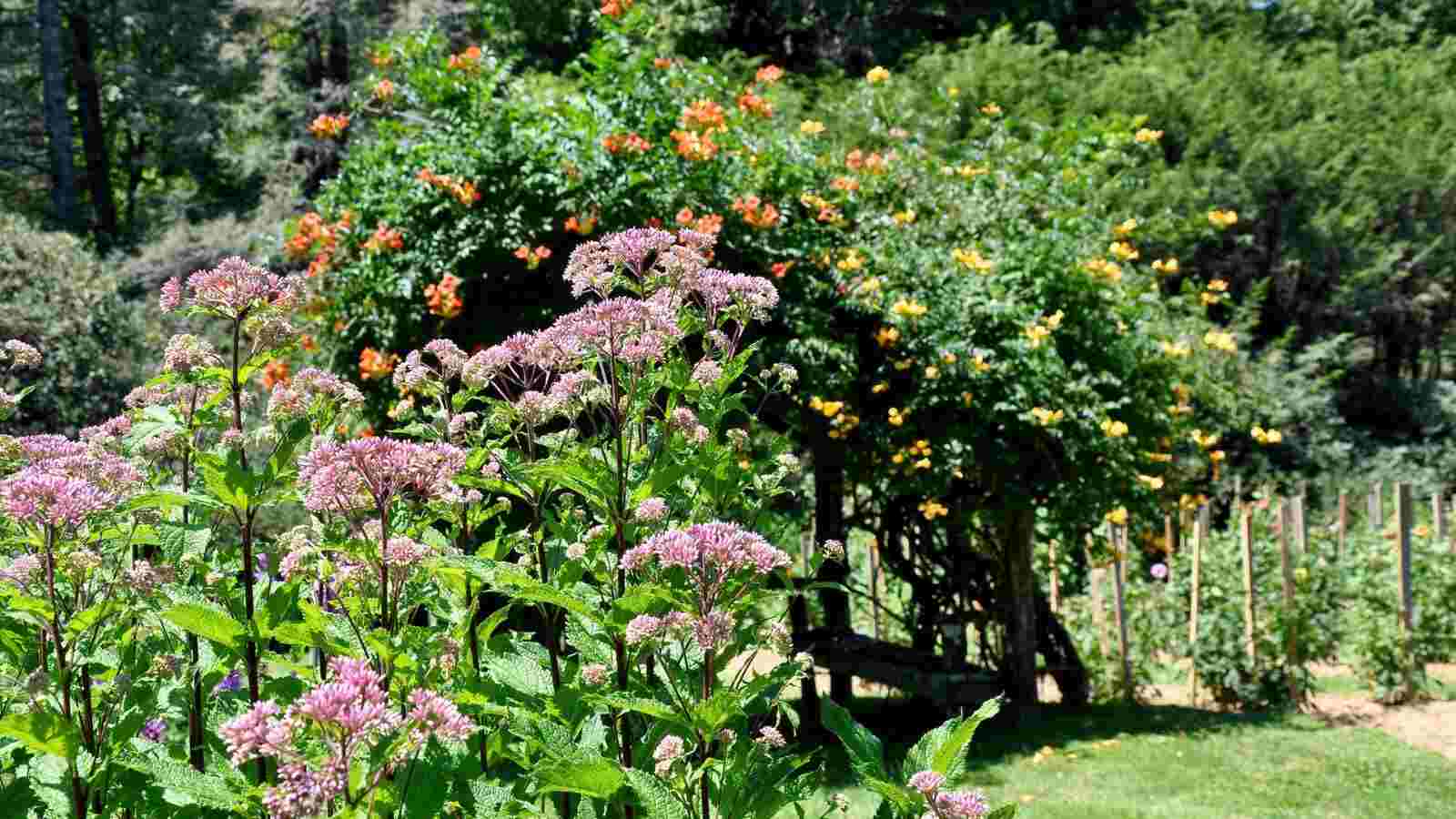 A picturesque view of Joe Pye Weed in front of a honeysuckle arbor