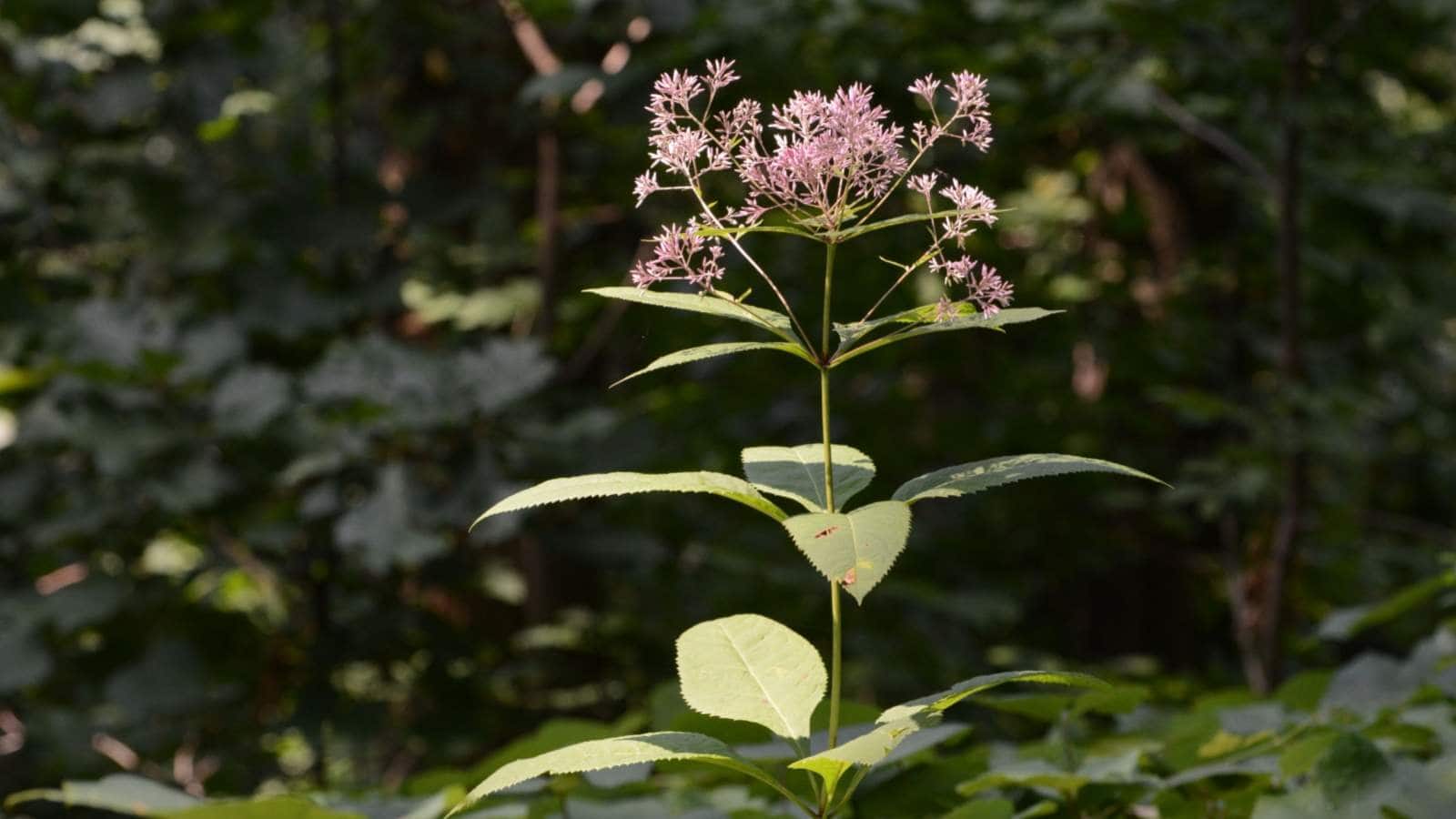 Selective focus Pink Joe Pye Weed Eutrochium purpureum grows in a forest clearing