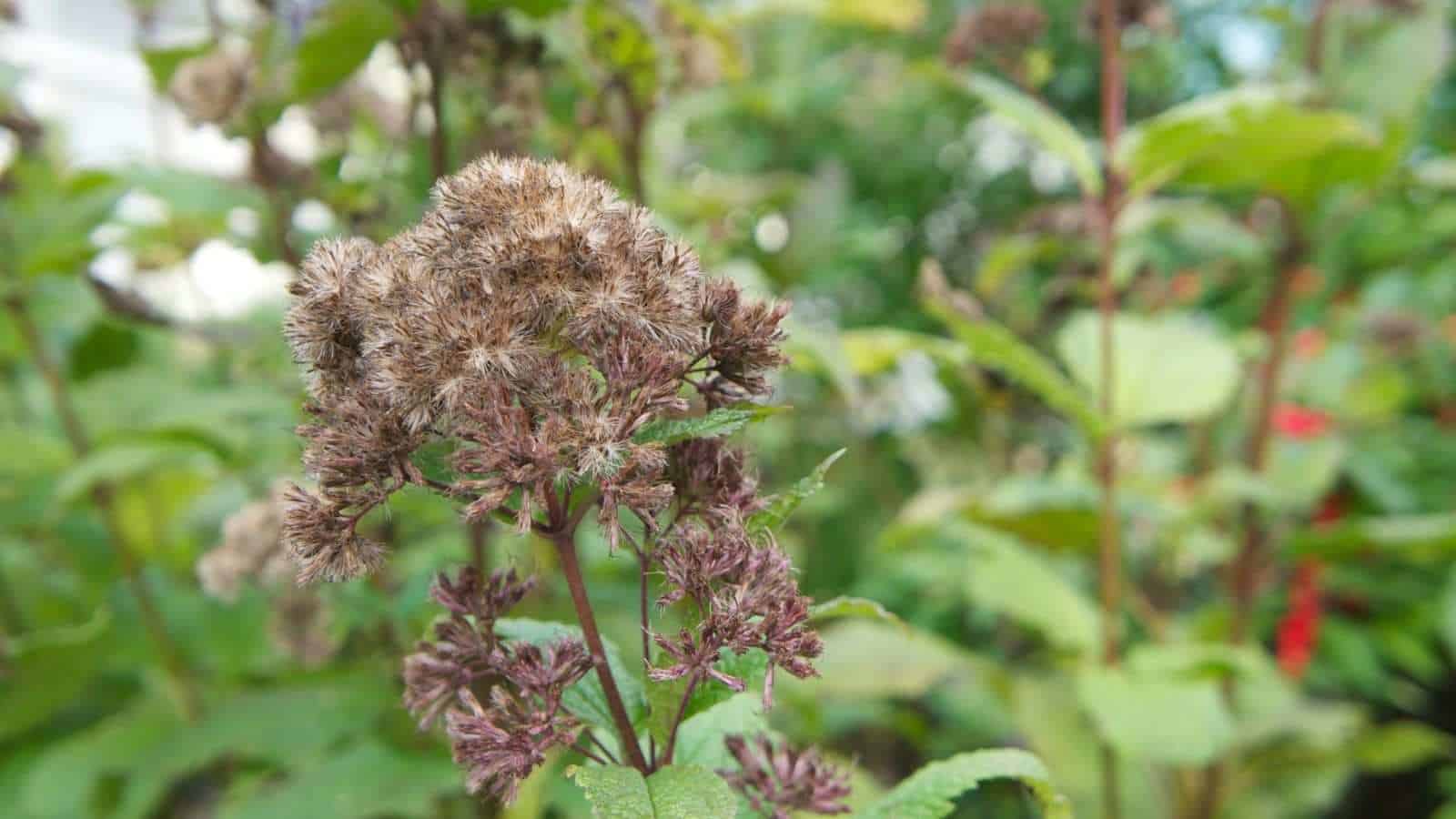 Selective focus of Joe Pie Weed Eutrochium dubium in bloom