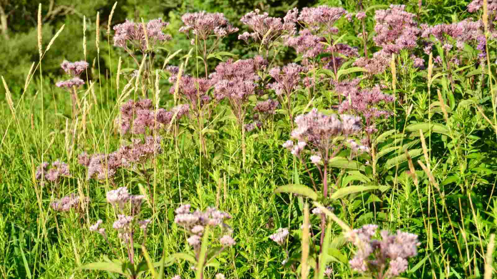 Close up view of Eutrochium maculatum growing with some tall grasses along the hiking trail