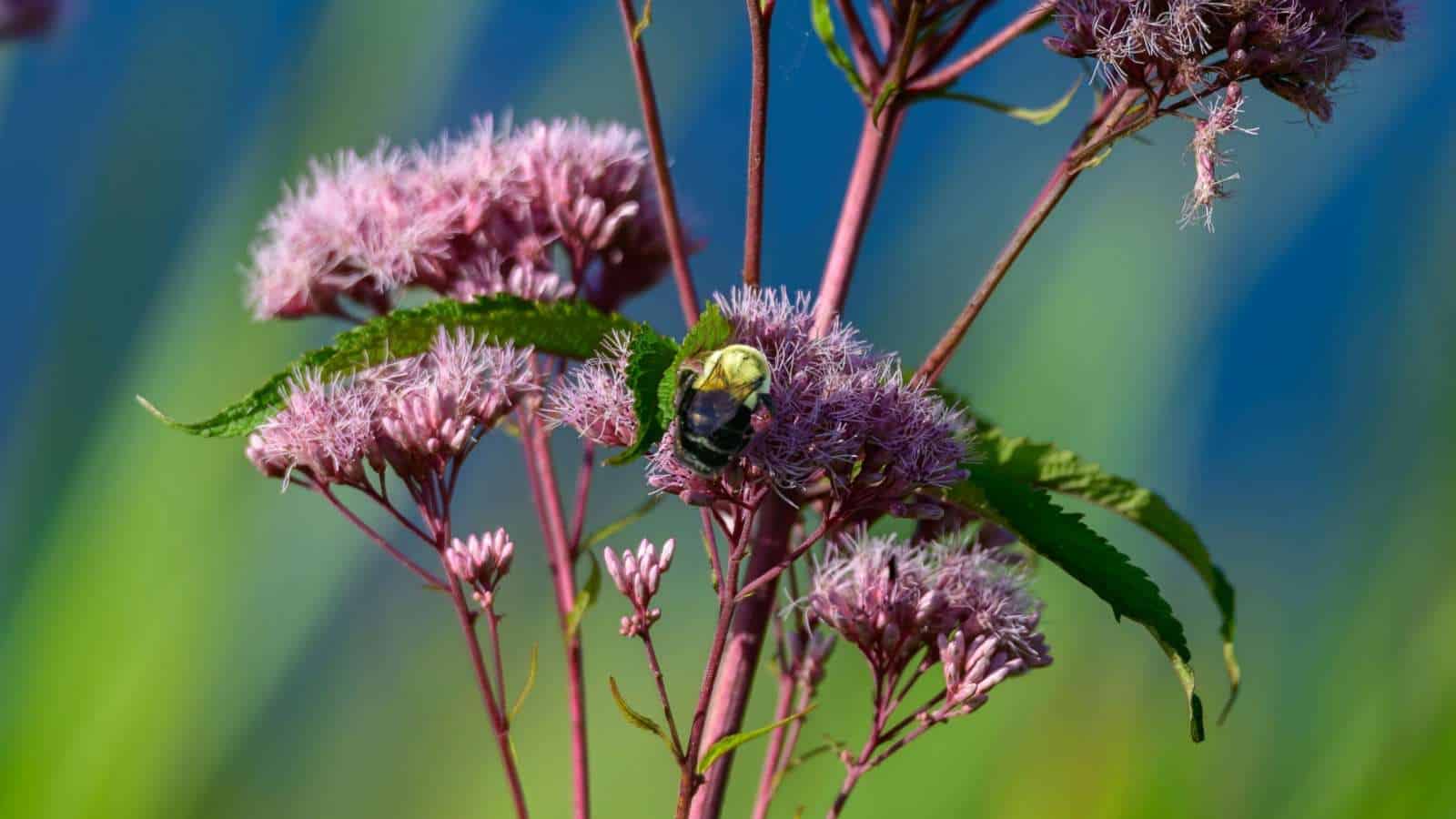 Macro shot of a Bumblebee on Joe Pye weeds in the garden