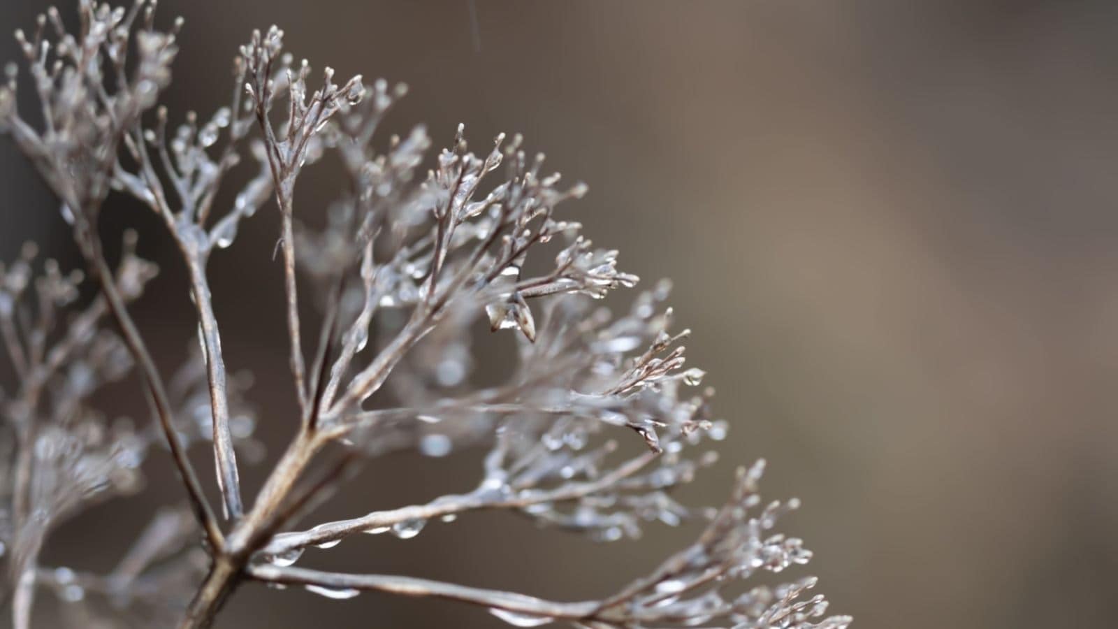 Selective focus of Joe Pye Weed with melting ice on the stem