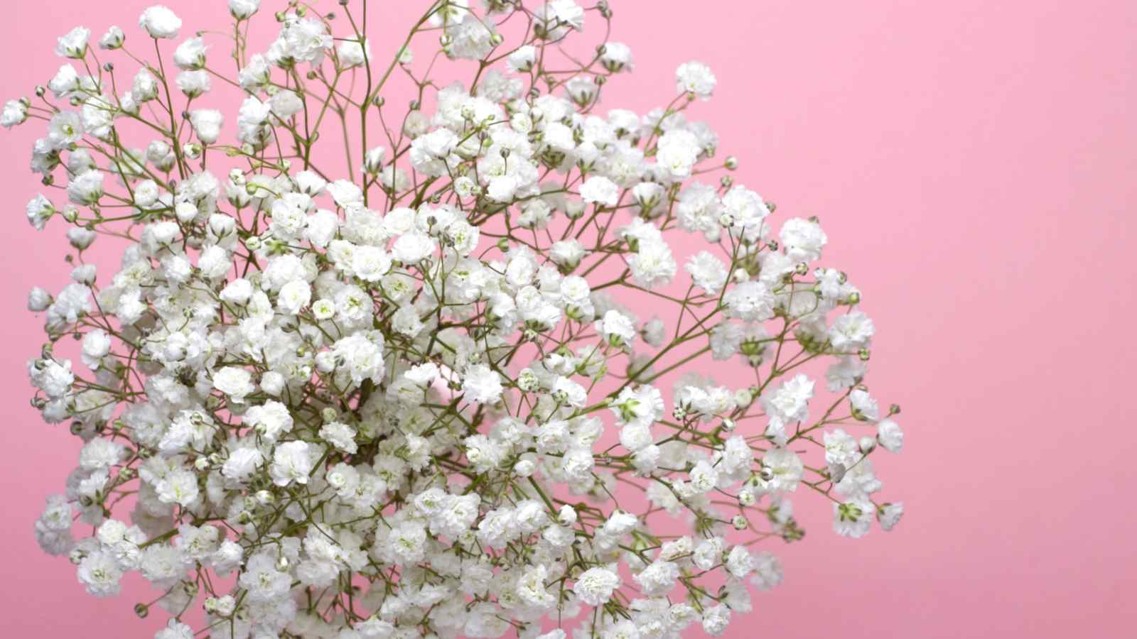 A close up view of a bouquet of Baby’s breath flowers on a pink background