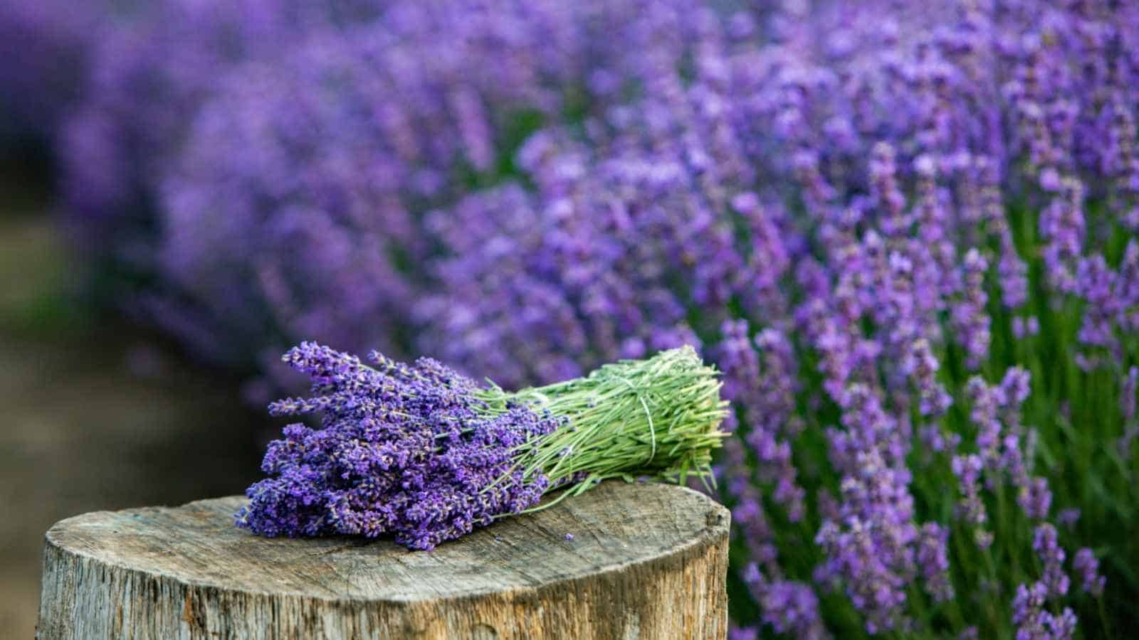 Selective focus of lavender flowers in bloom in the fields