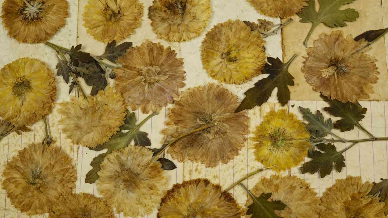 Dried flowers of small chrysanthemums lie on a collage of vintage papers of retro style background