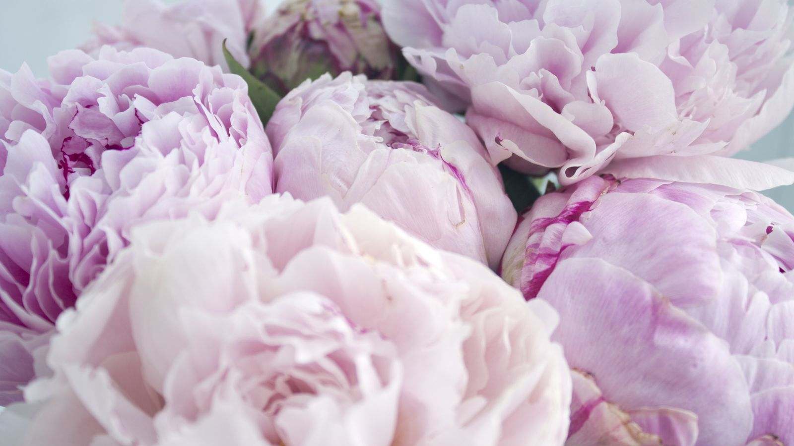 A close up view of fresh bunch of pink peonies