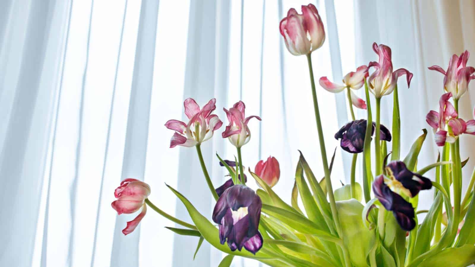 Dried pink and purple Tulip flowers