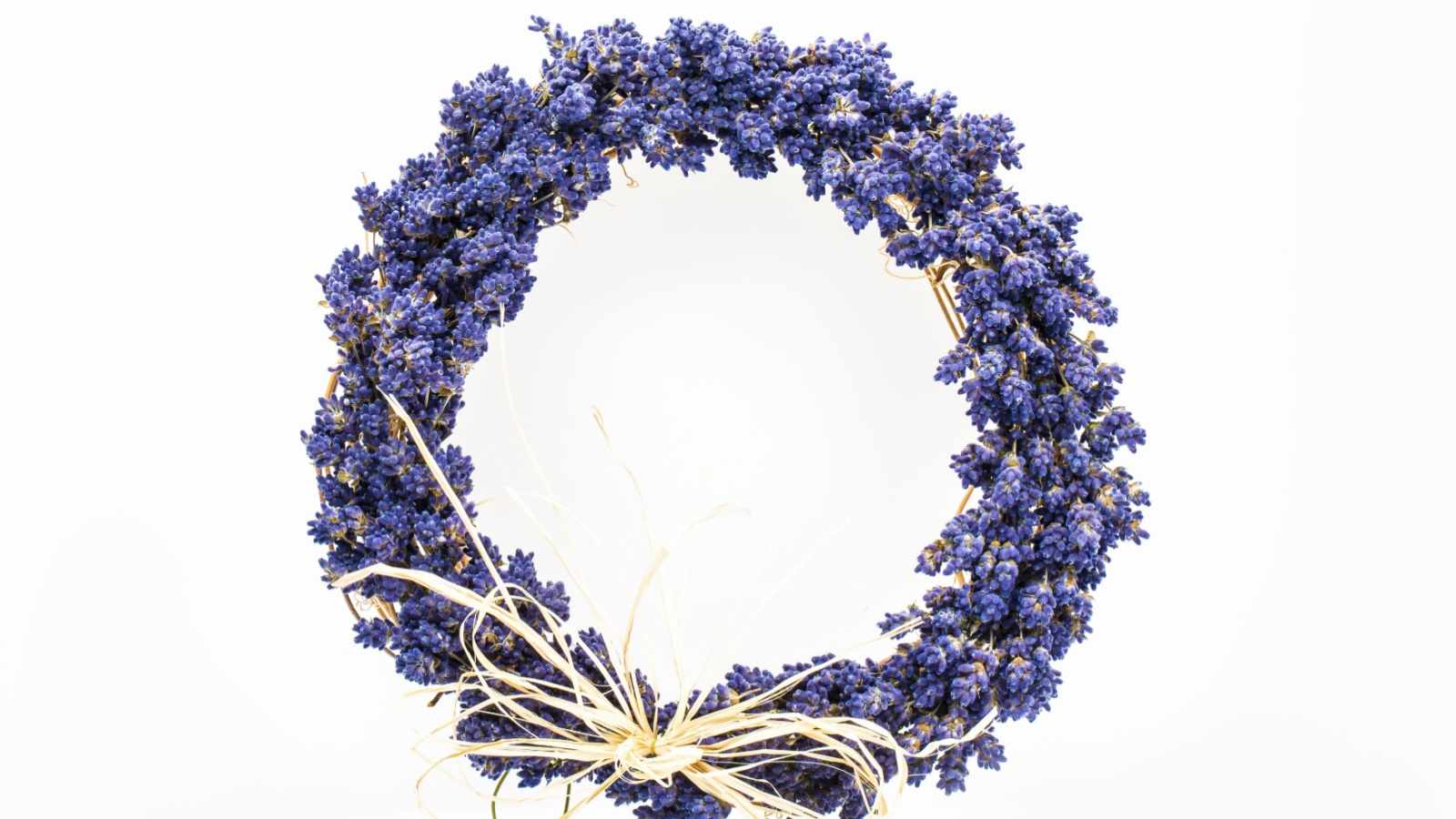 A close up view of crown lavender flowers on white background