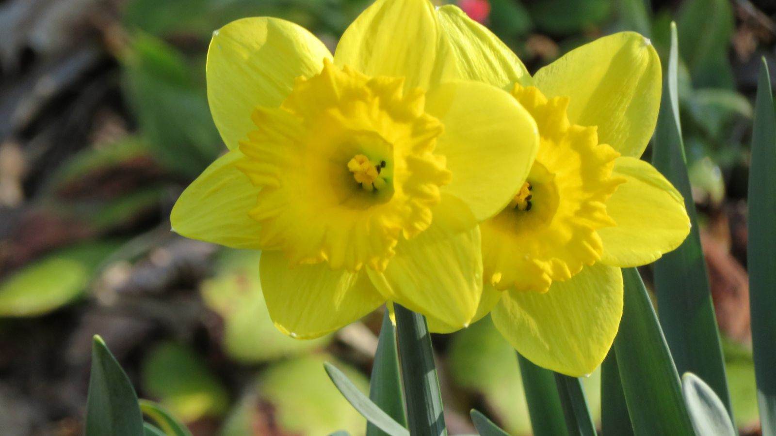 Closeup view of yellow jonquil flowers with green leaves