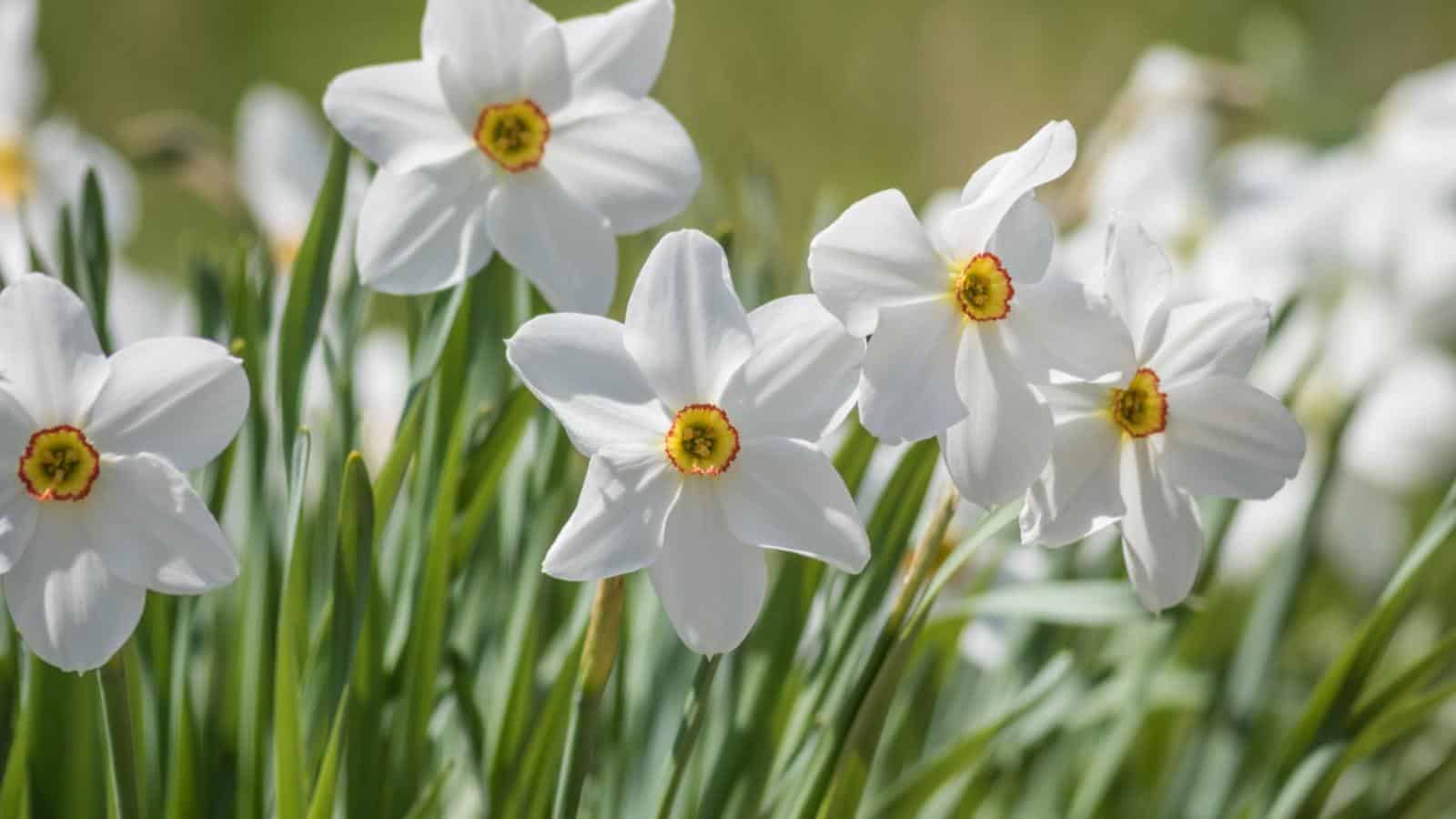 Field of white daffodils with yellow center