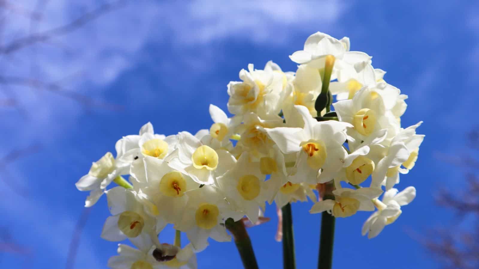 White jonquils with yellow center against the blue sky