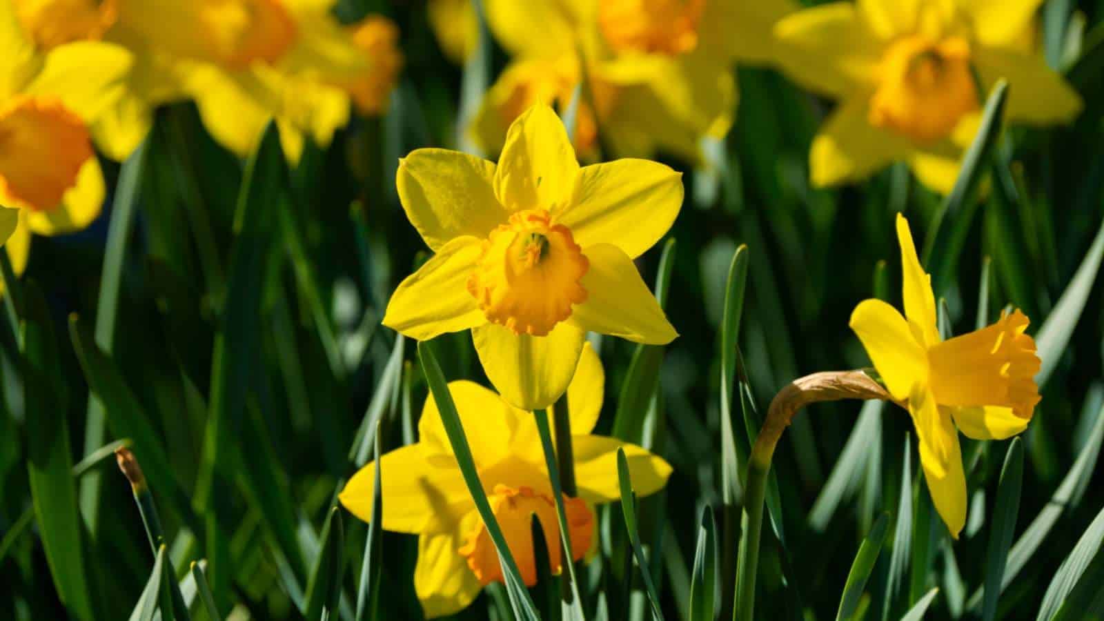 Blooming yellow daffodils in the field