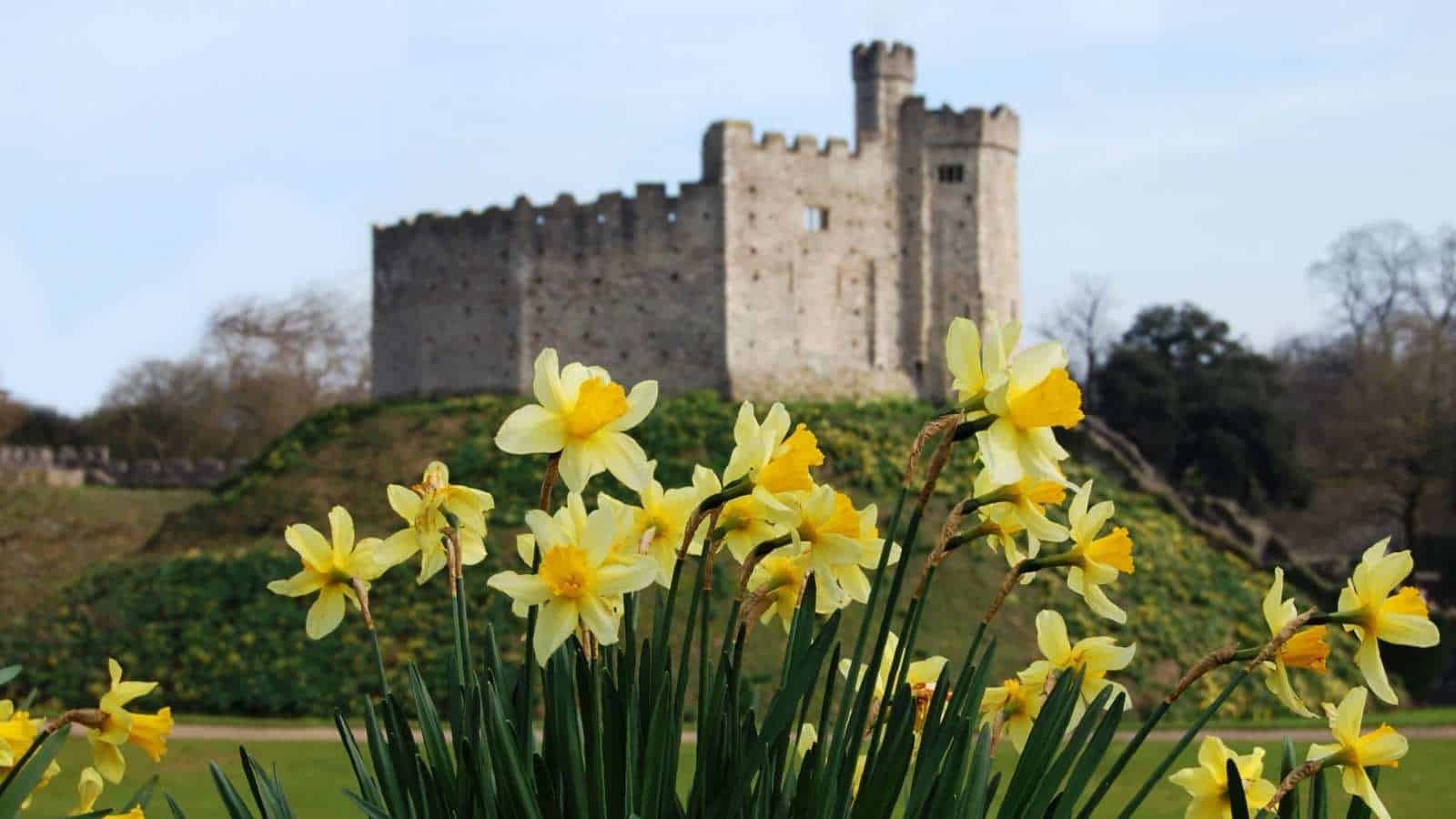 Selective focus of yellow daffodils with a castle on the background