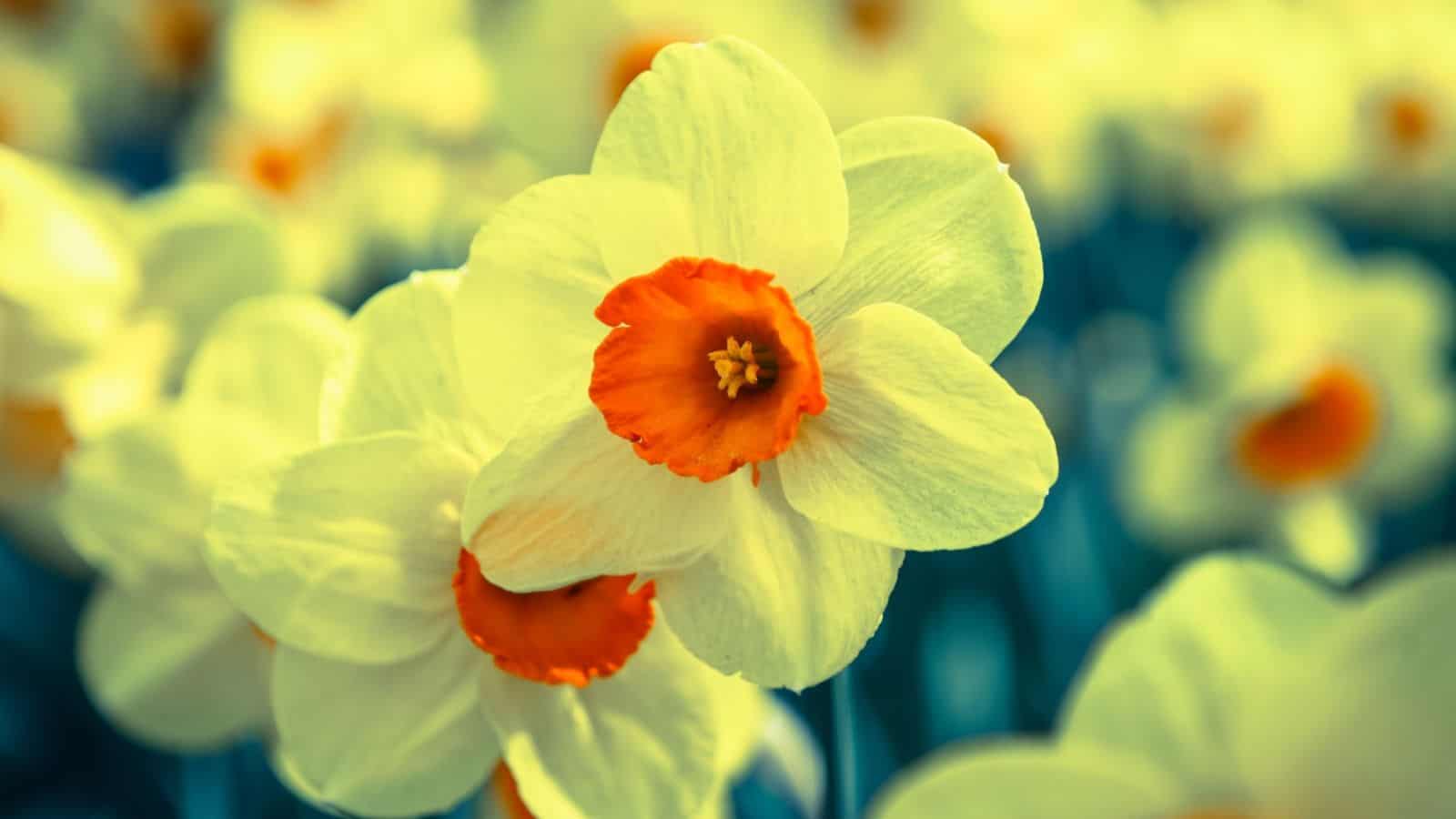 Selective focus of jonquils with yellow petals and orange center