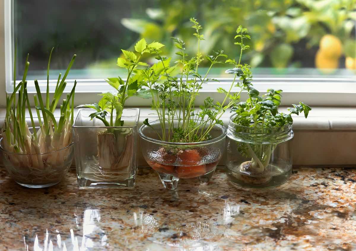 Indoor Herb Gardening on countertop