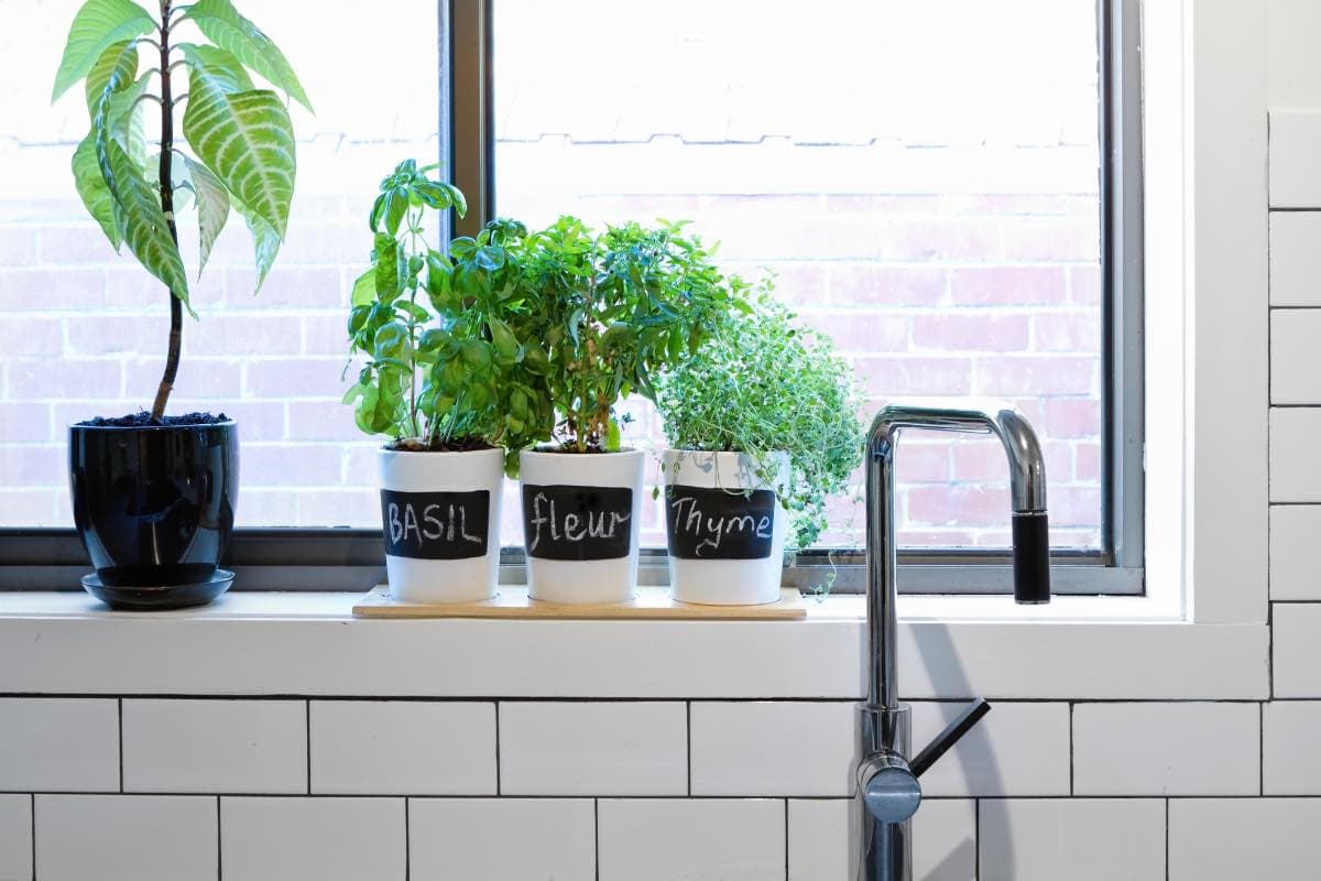 Growing herbs in the kitchen