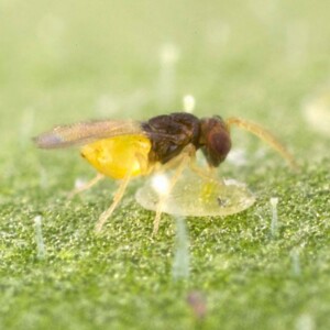 Whitefly Parasites (En-Strip)