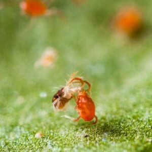 Spider Mite Killer