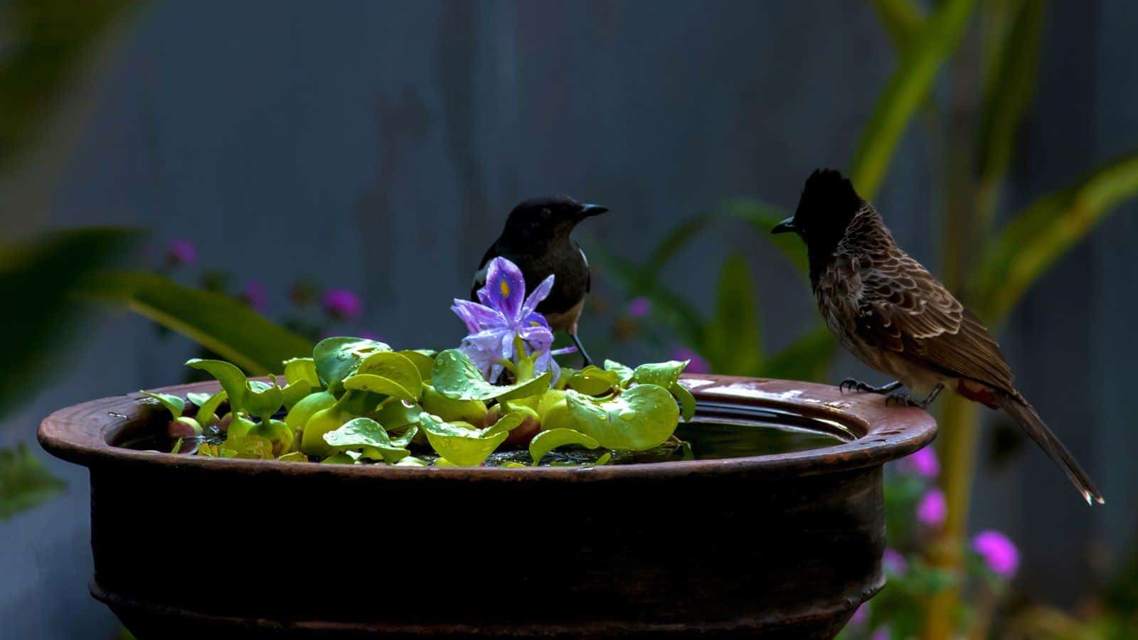 Close up view of African Violet in a pot of water pool with two birds sharing the same water pool to quench their thirst