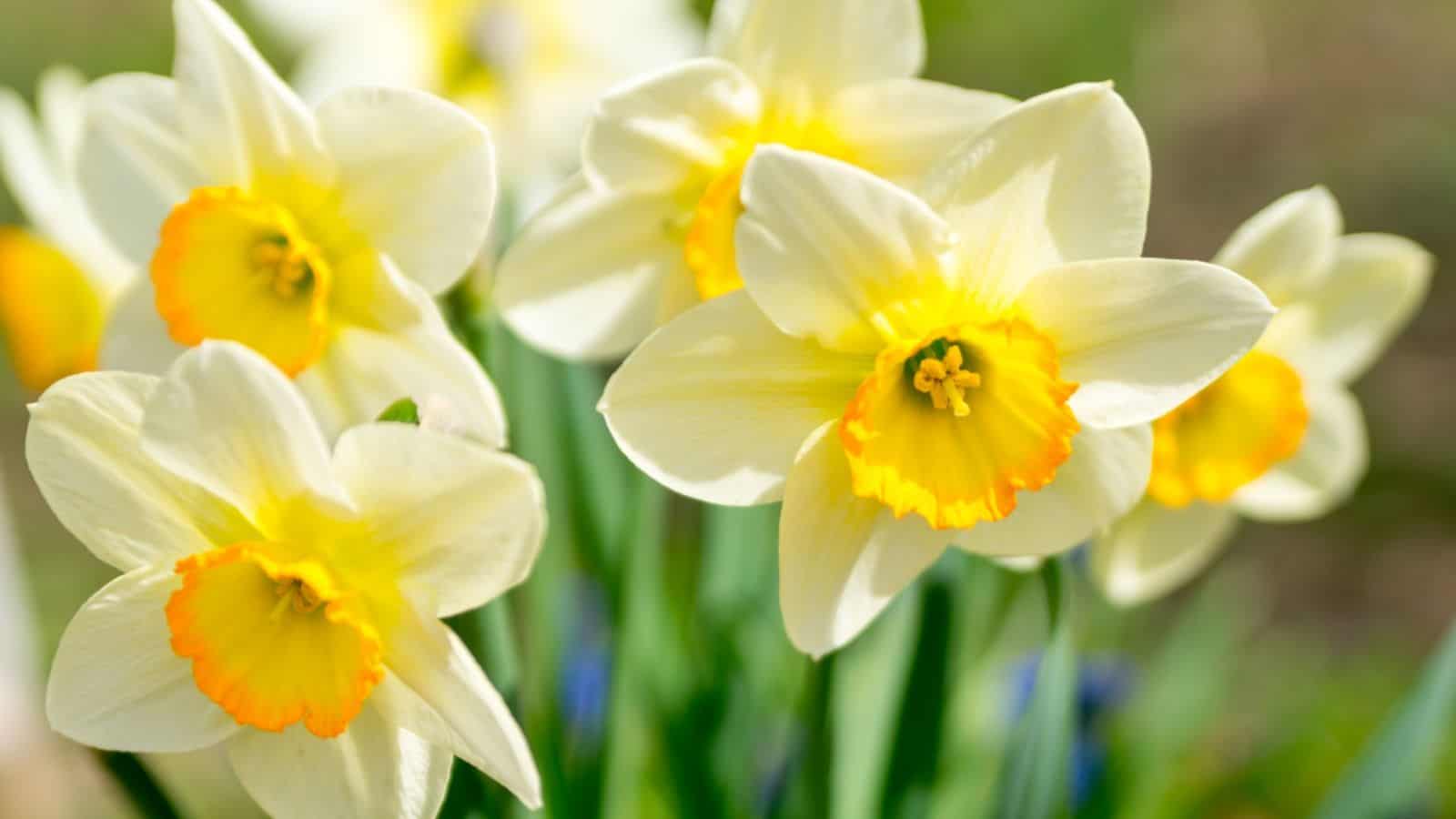 Closeup view of bicolored daffodil flowers with white and yellow shades