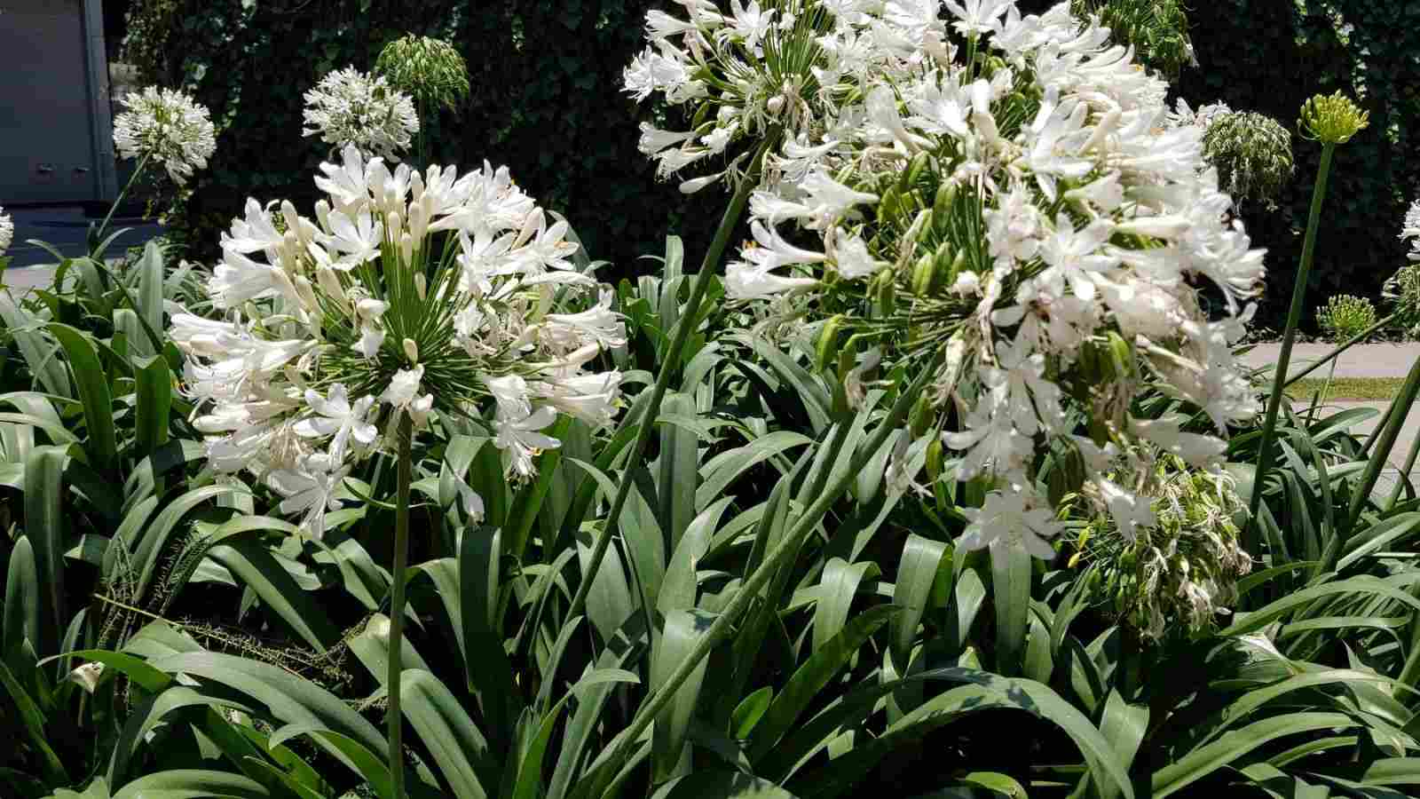 Develop and Take care of Agapanthus (Lily of the Nile)