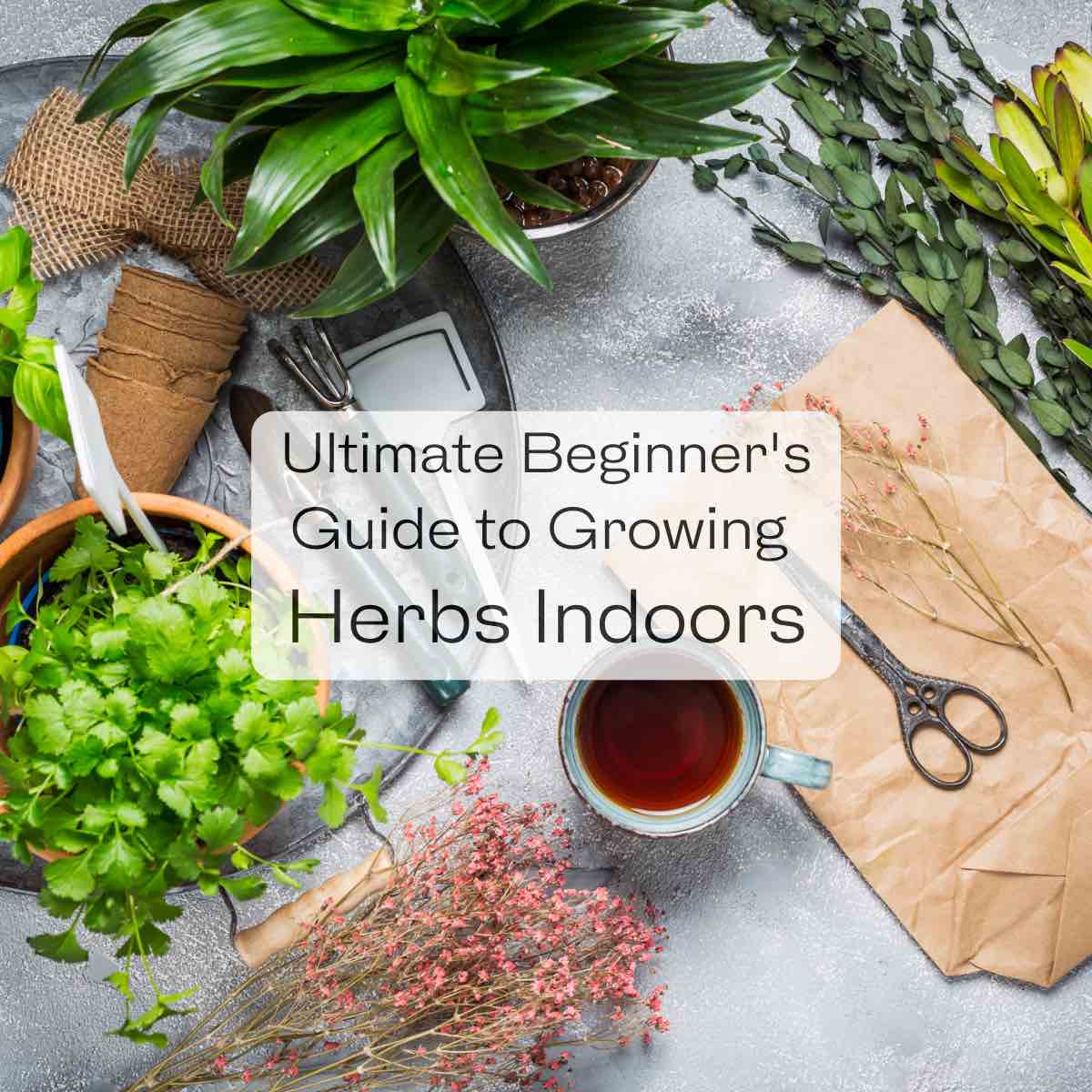 Closing Beginner’s Data to Rising Herbs Indoors