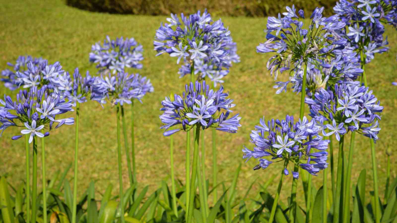 Close up view of long-stemmed purple agapanthus flowers on a morning sunlight in the garden