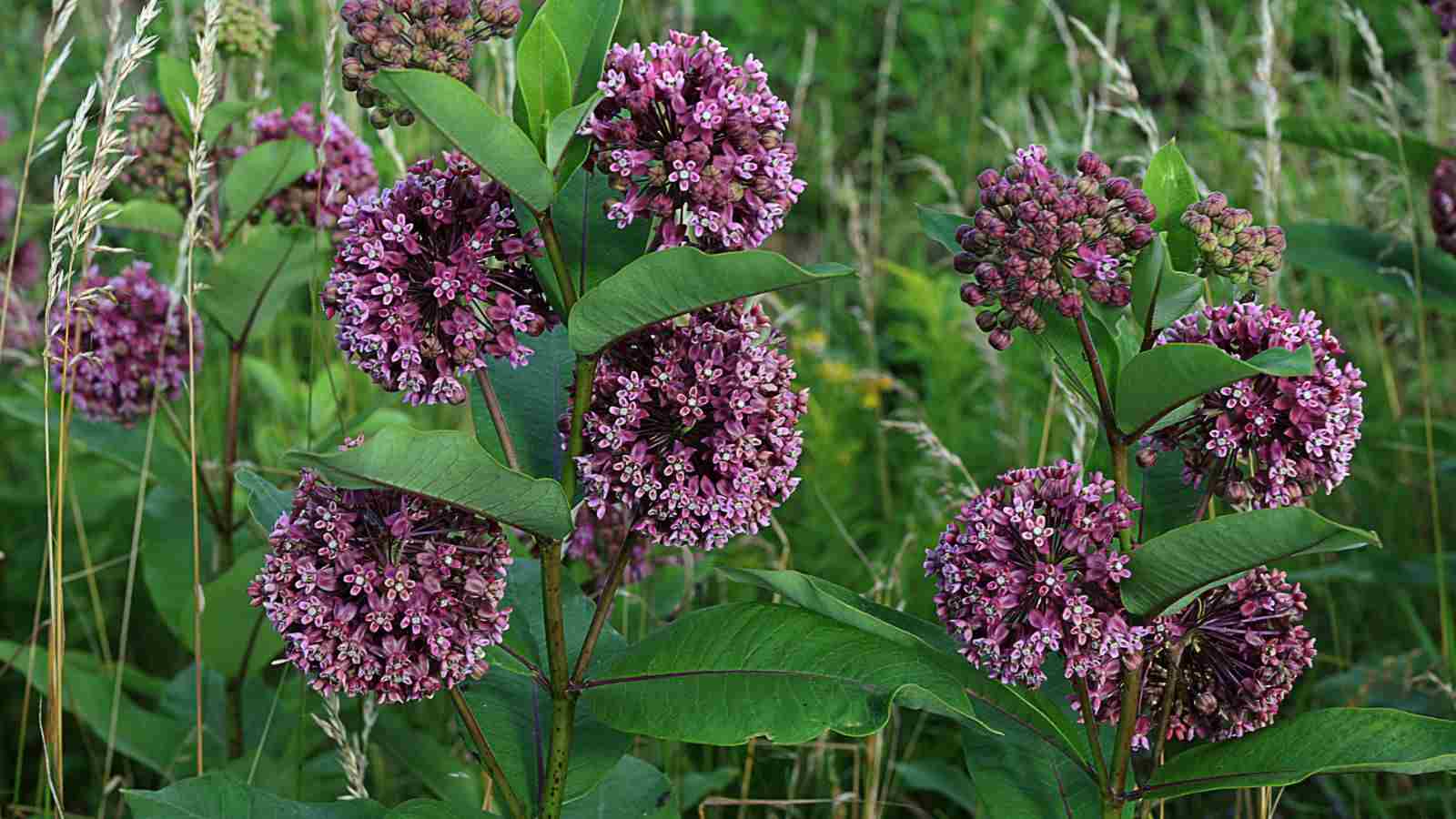 Selective view of lavender and green buds with green leaves of Asclepias syriaca in the fields