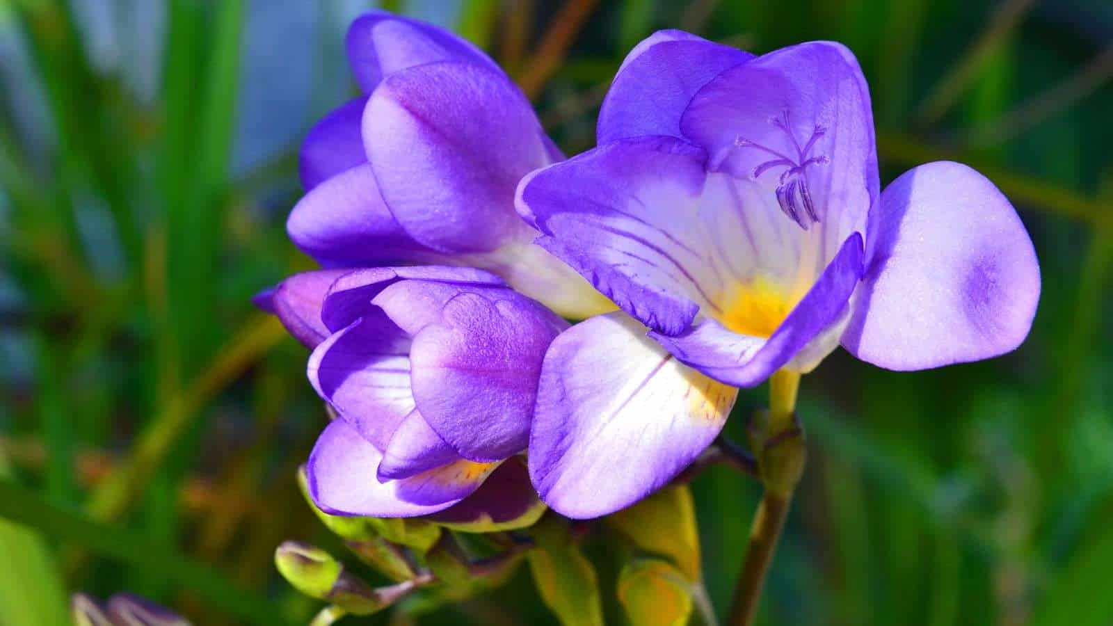 Selective view of purple with yellow freesia flower in the garden