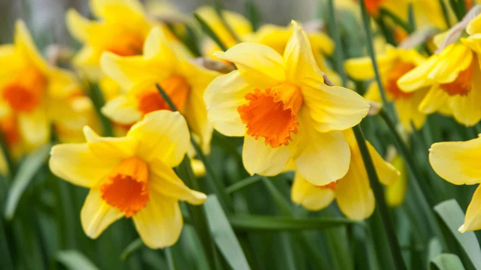 A Info to March Starting Flowers: Meanings and Significance