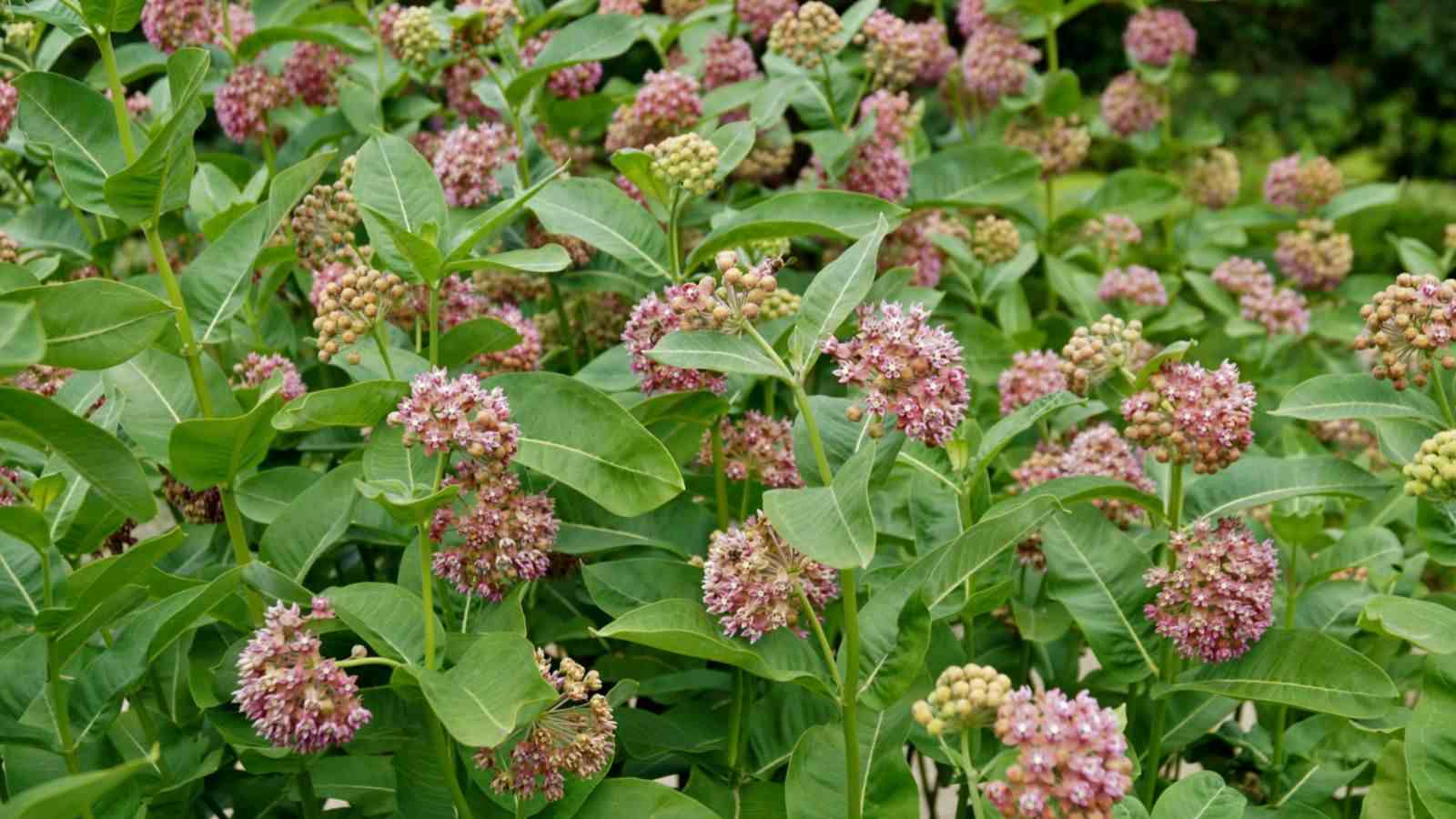 The best way to Plant, Develop, and Take care of Frequent Milkweed Plant