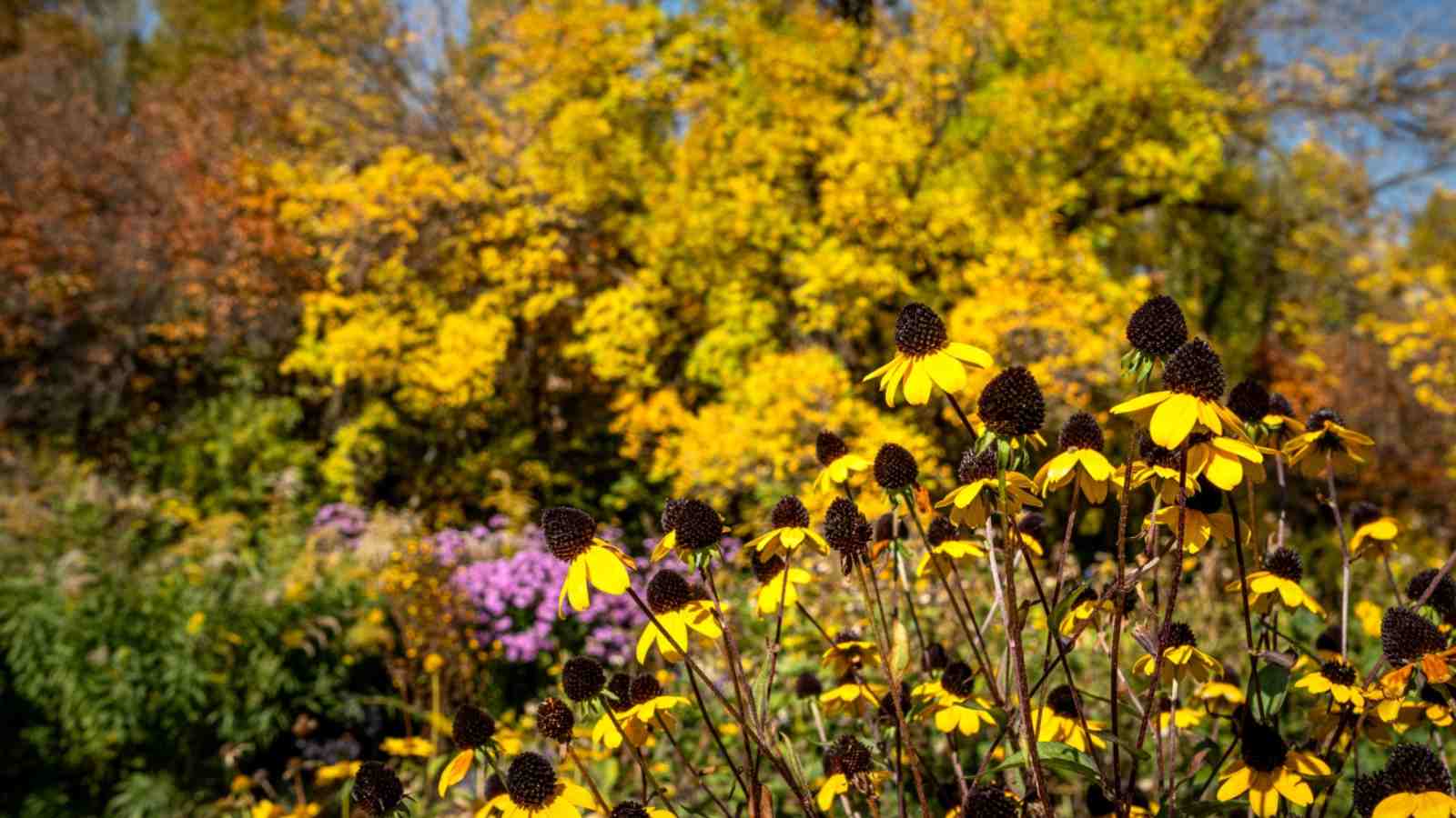 15 Wildflowers That Bloom in Fall